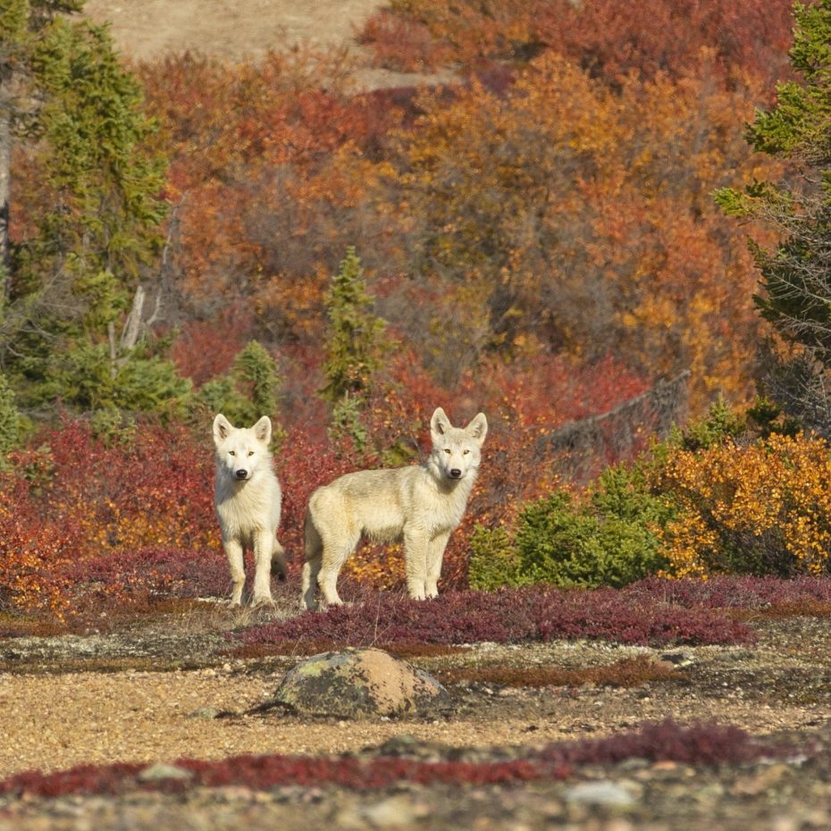 NANSEN SHARES A MOMENT WITH ARCTIC WOLVES