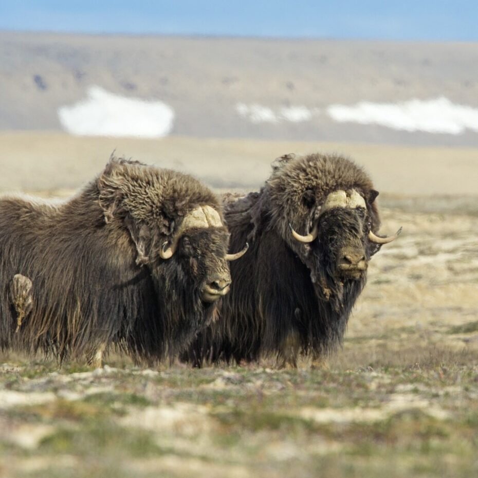 PILOT RESEARCH PROJECT ON SOMERSET ISLAND MUSKOX