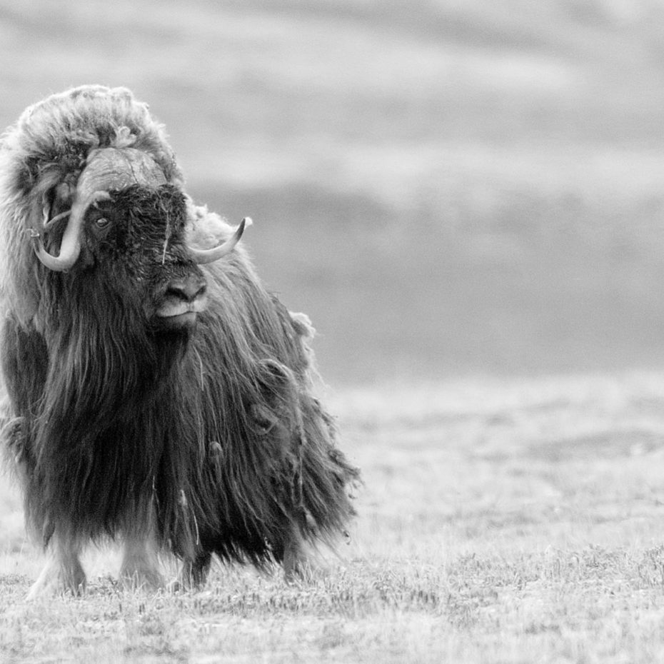 MUSKOXEN, CLIMATE CHANGE & PHOTO TIPS.