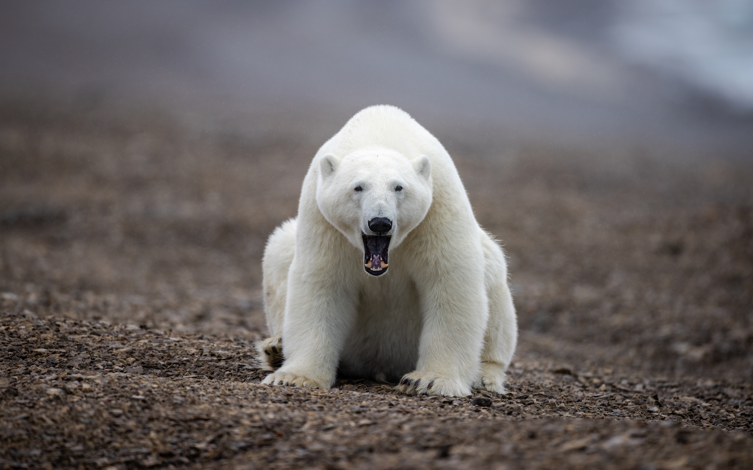 High Arctic Muskoxen & Polar Bear Photography