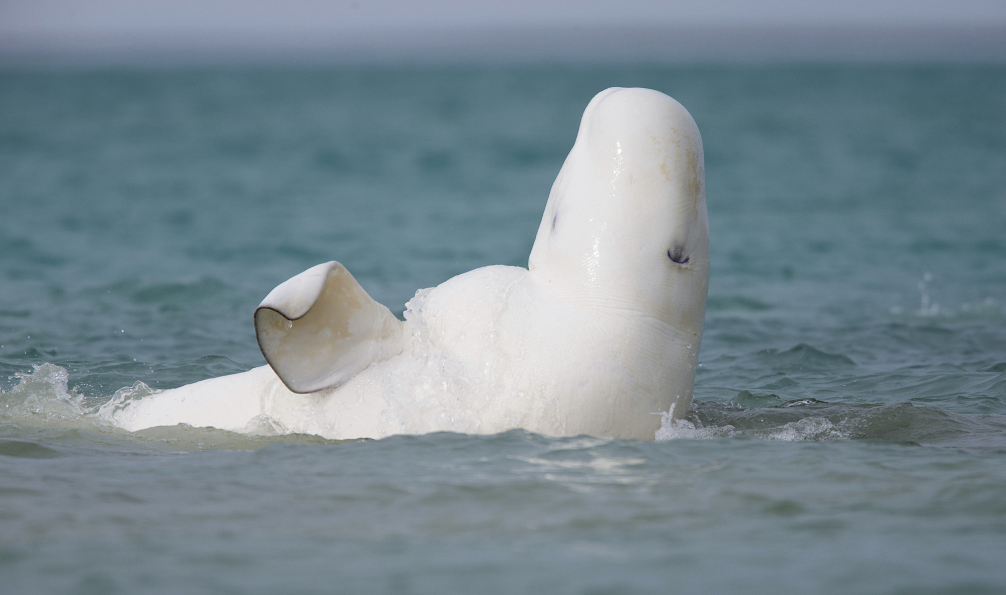 Beluga Whale Photography at Arctic Watch