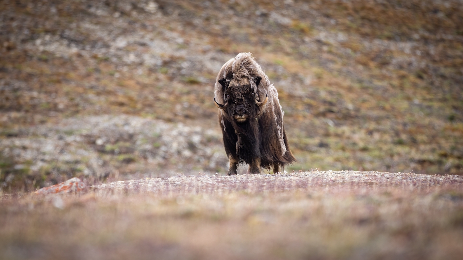 Bull muskox near Arctic Watch