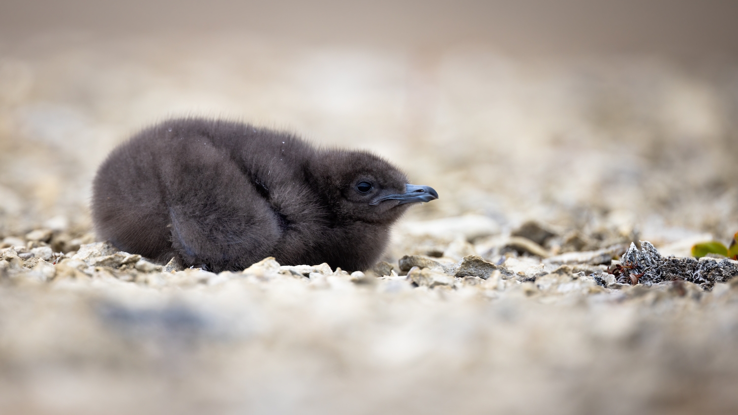 Long tailed Jaeger chick