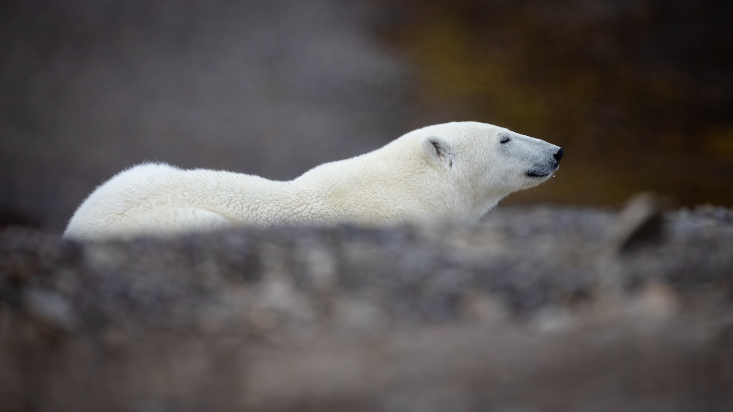 A polar bear walking the coast near Arctic Watch