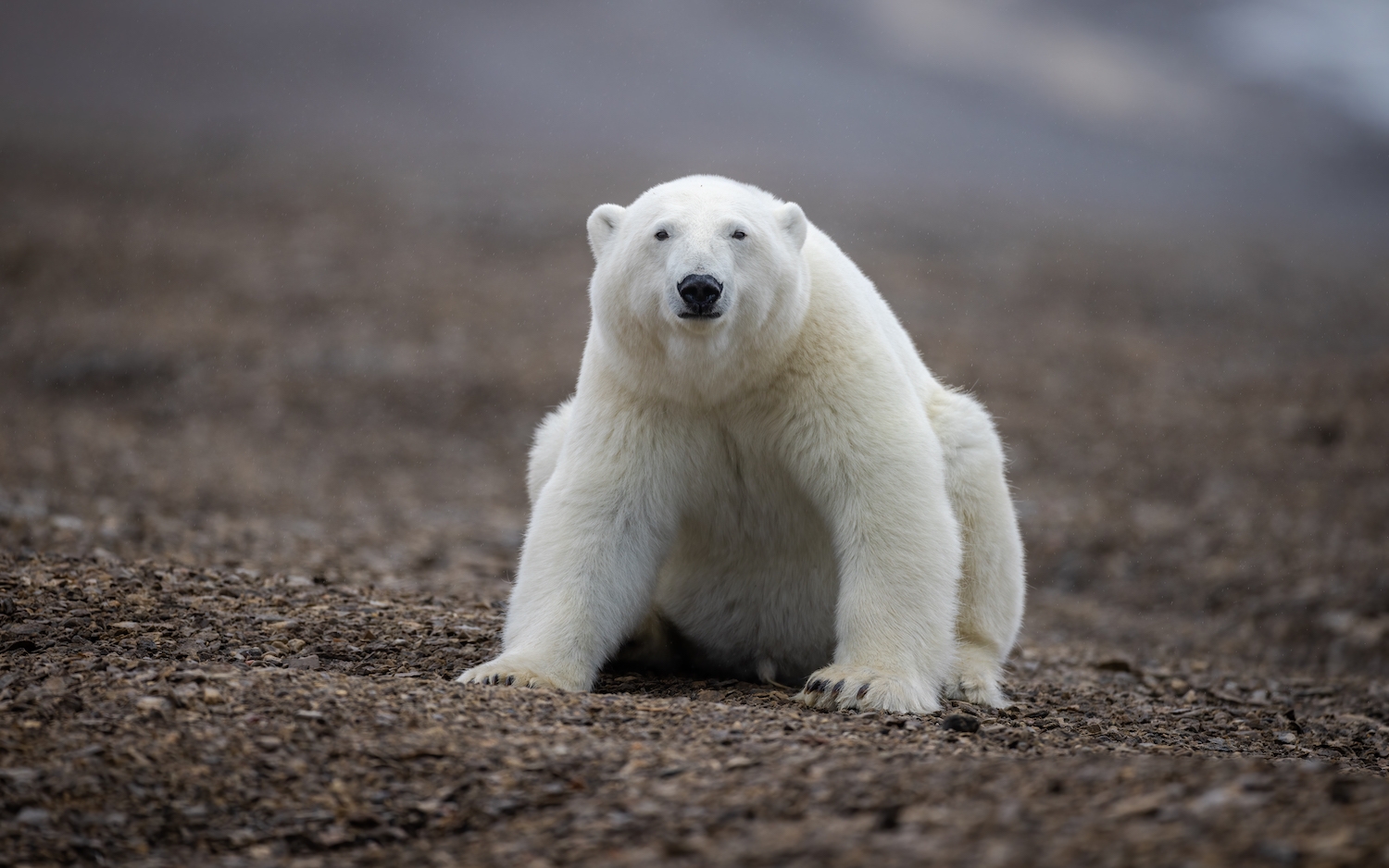 A very healthy polar bear near Arctic Watch