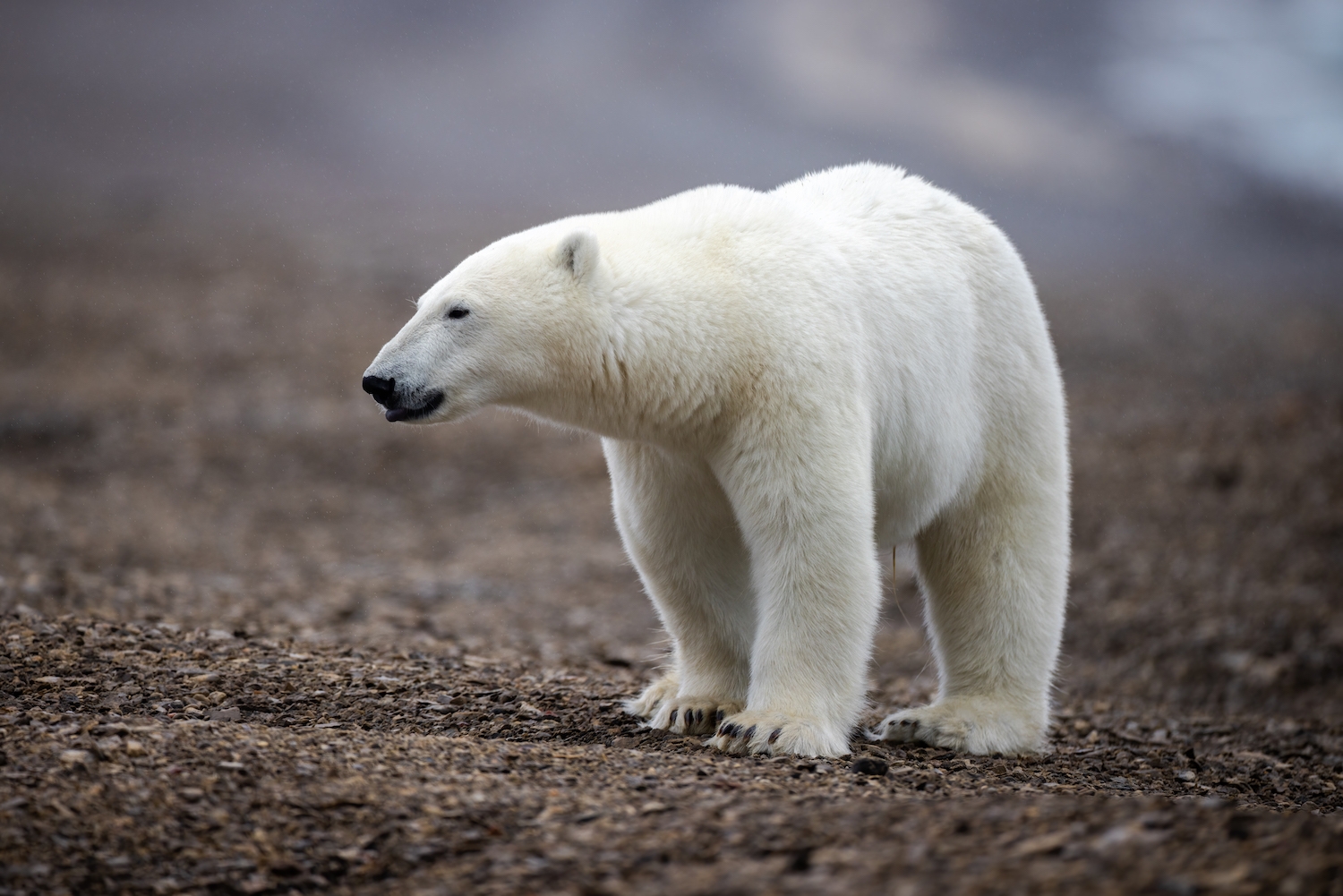 Polar bear on the coast of the Northwest Passage near Arctic Watch