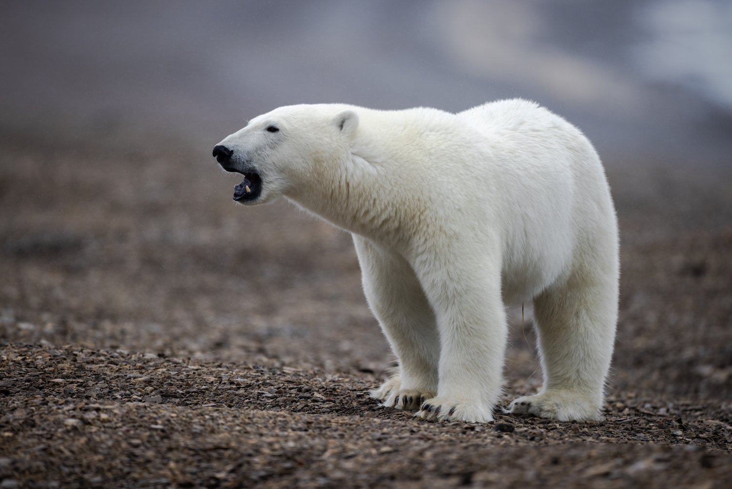 Polar bears on the tundra near Arctic Watch