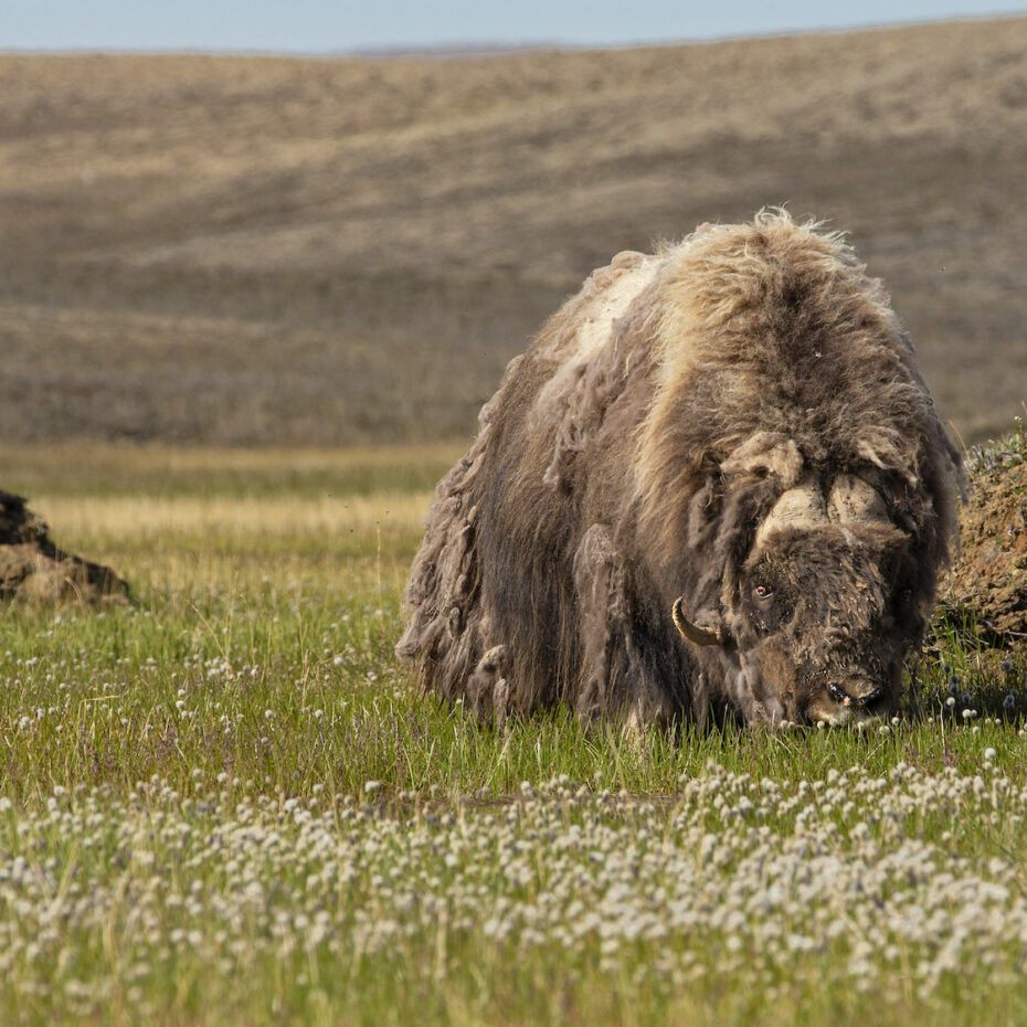 2022 MUSKOX RESEARCH ON SOMERSET