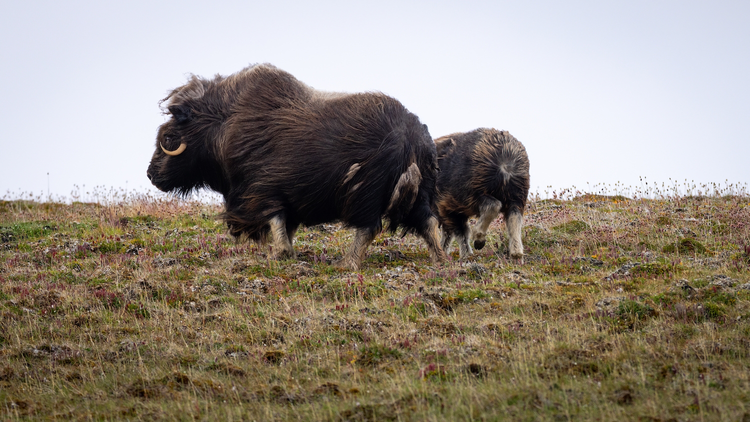 Mother and baby muskox near Arctic Watch