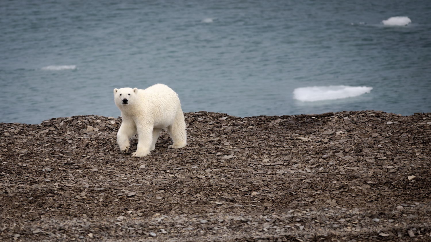 Polar bear walking the coastline of Somerset near Arctic Watch