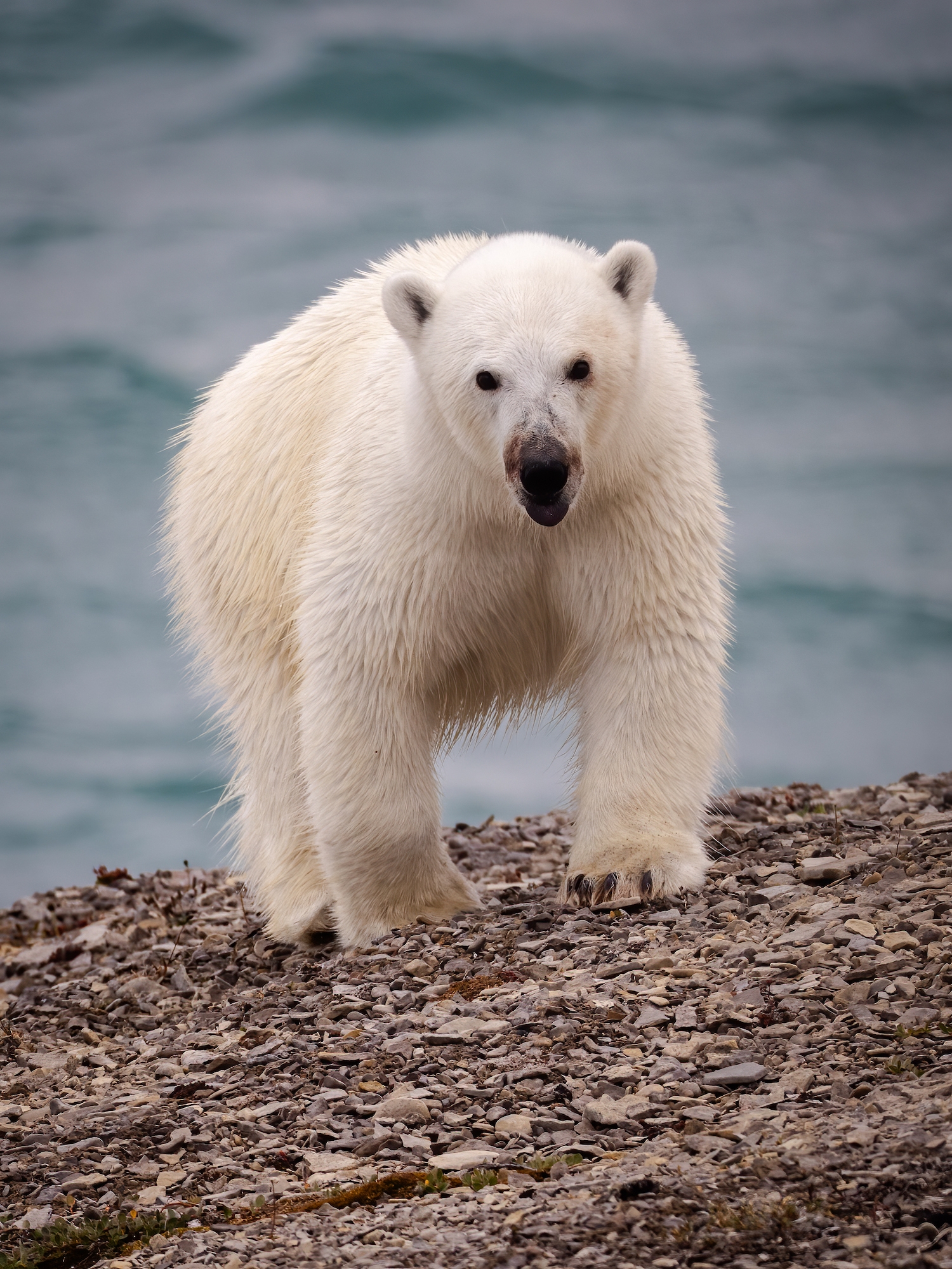 A polar bear cub