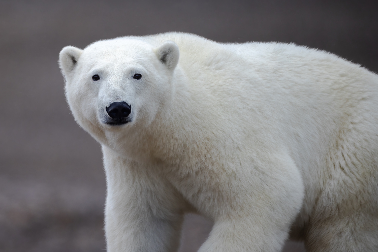 A polar bear near Arctic Watch