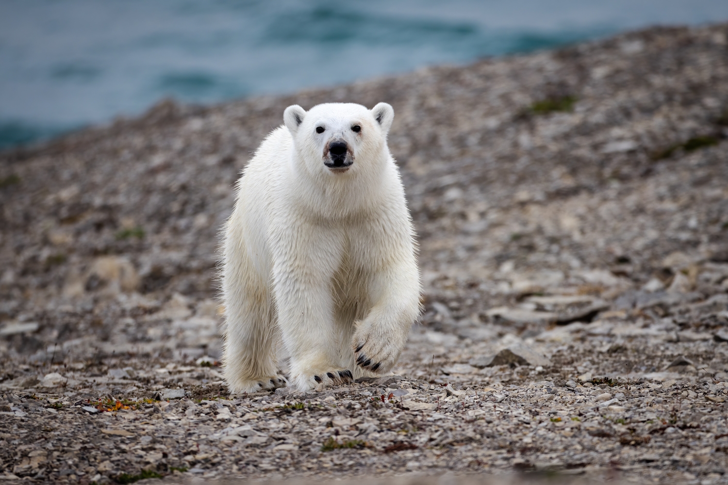 A young polar bear cub looking at photographer near Arctic Watch