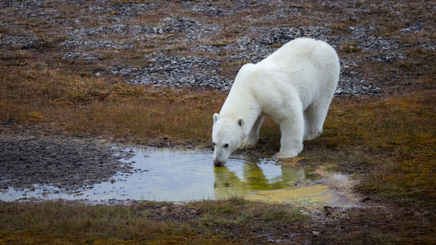 Polar bear drinking water near Arctic Watch