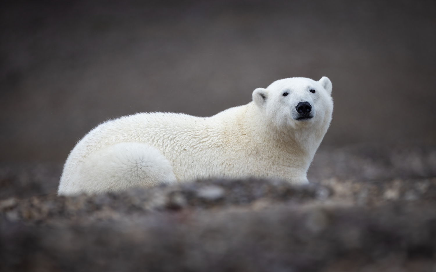 A polar bear looking at an Arctic Watch guest