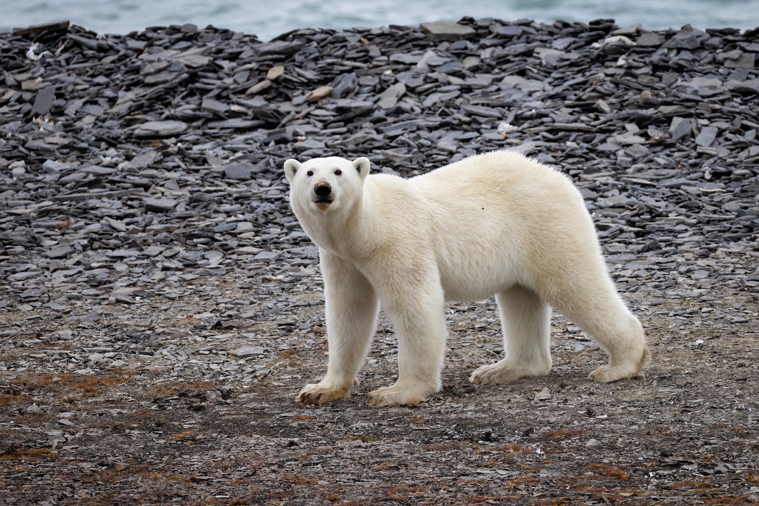 A polar bear on the shores of the Northwest Passage near Arctic Watch