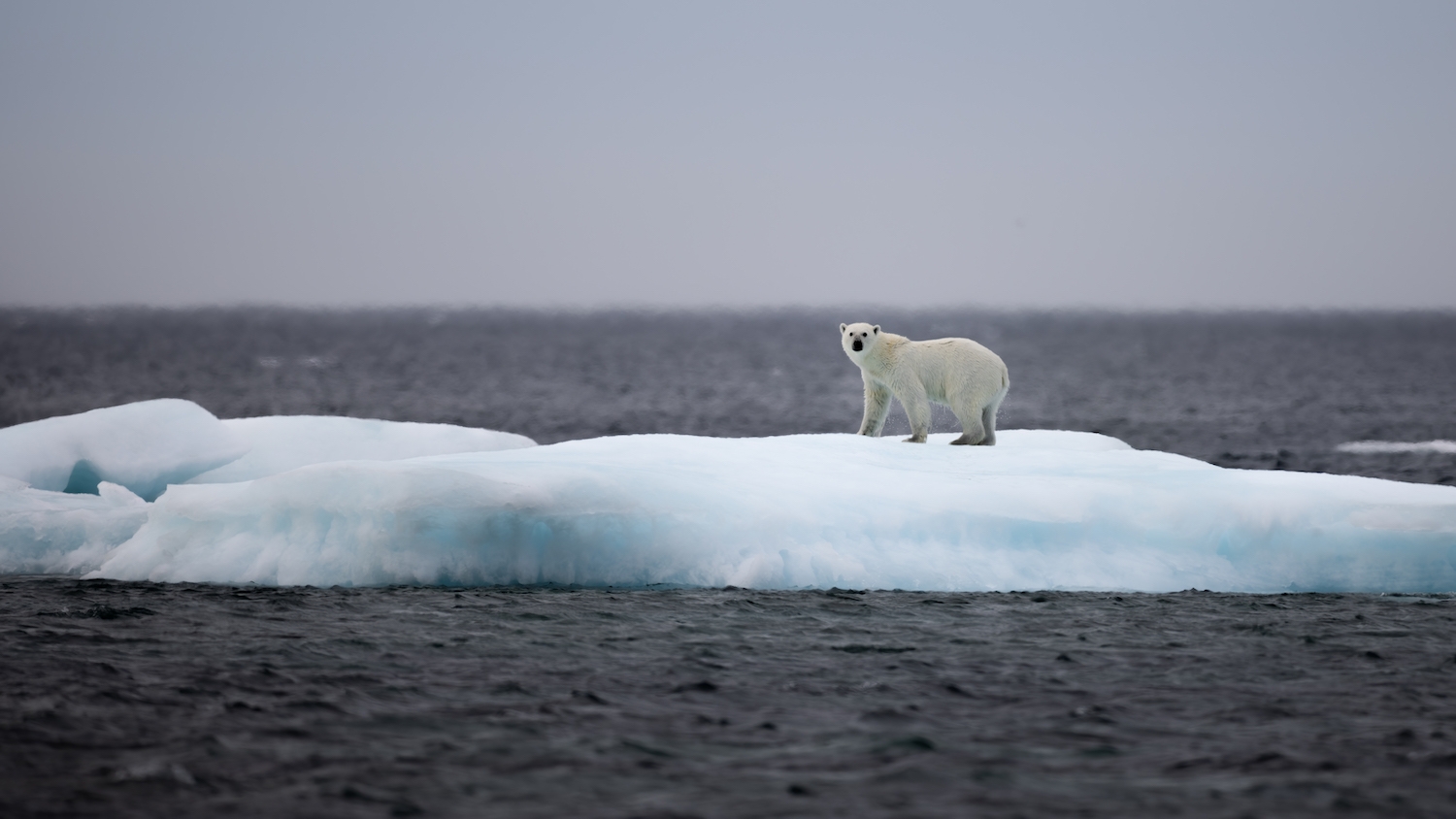 A polar bear on an ice floe near Arctic Watch