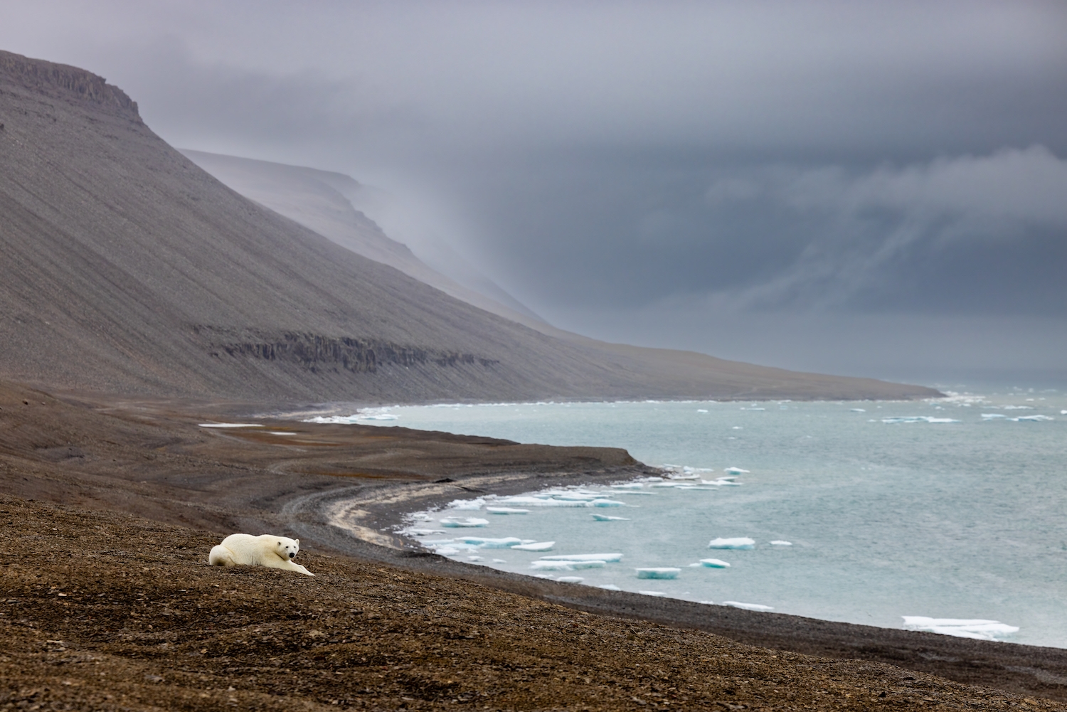 A polar bear resting on the coastline of the Northwest Passage