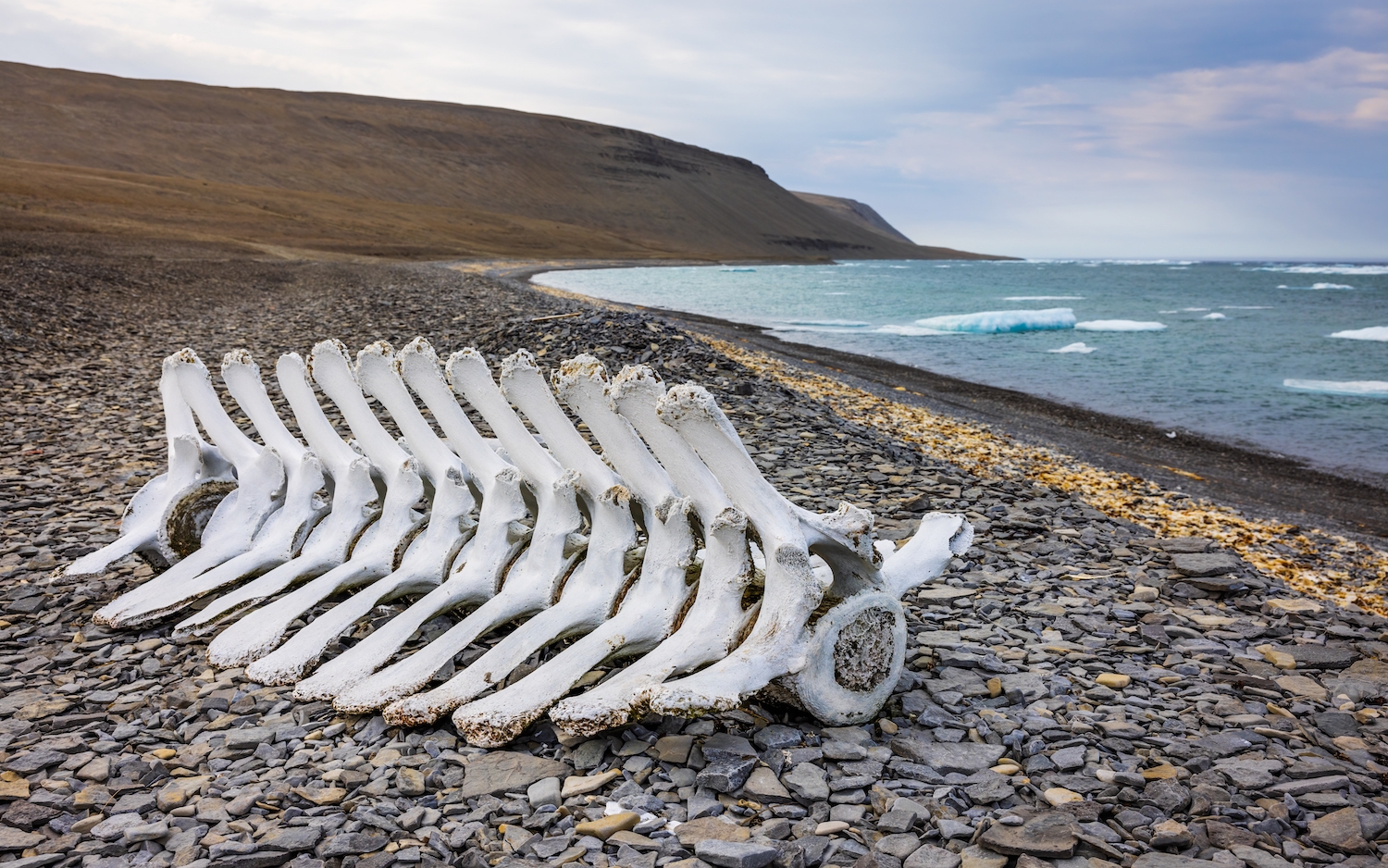 Bowhead whale bones on the Northwest Passage near Arctic Watch