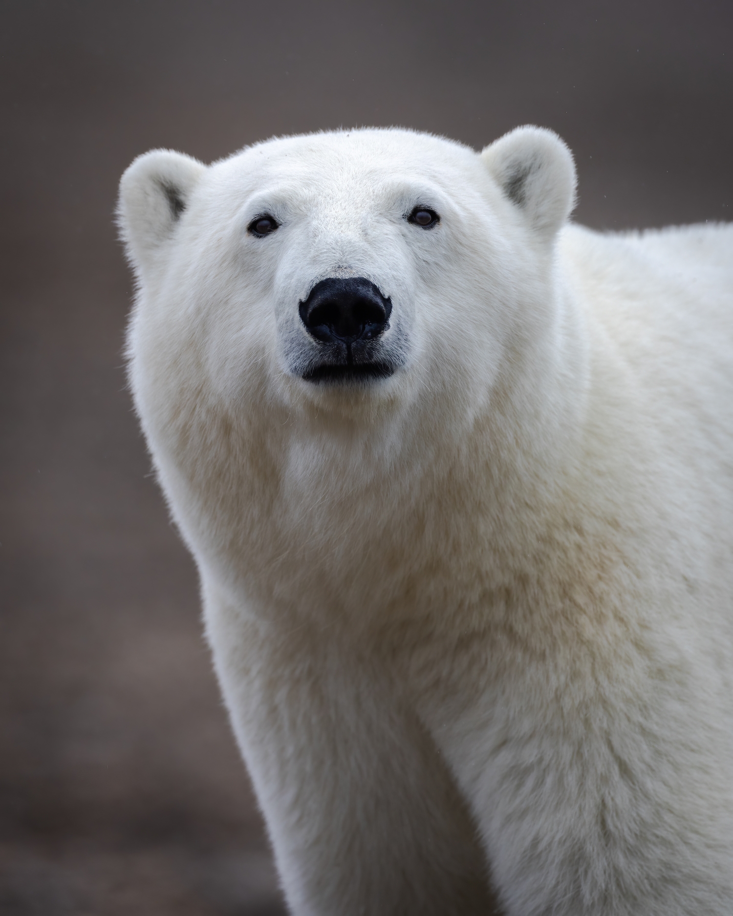 Polar bear portrait near Arctic Watch Wilderness Lodge