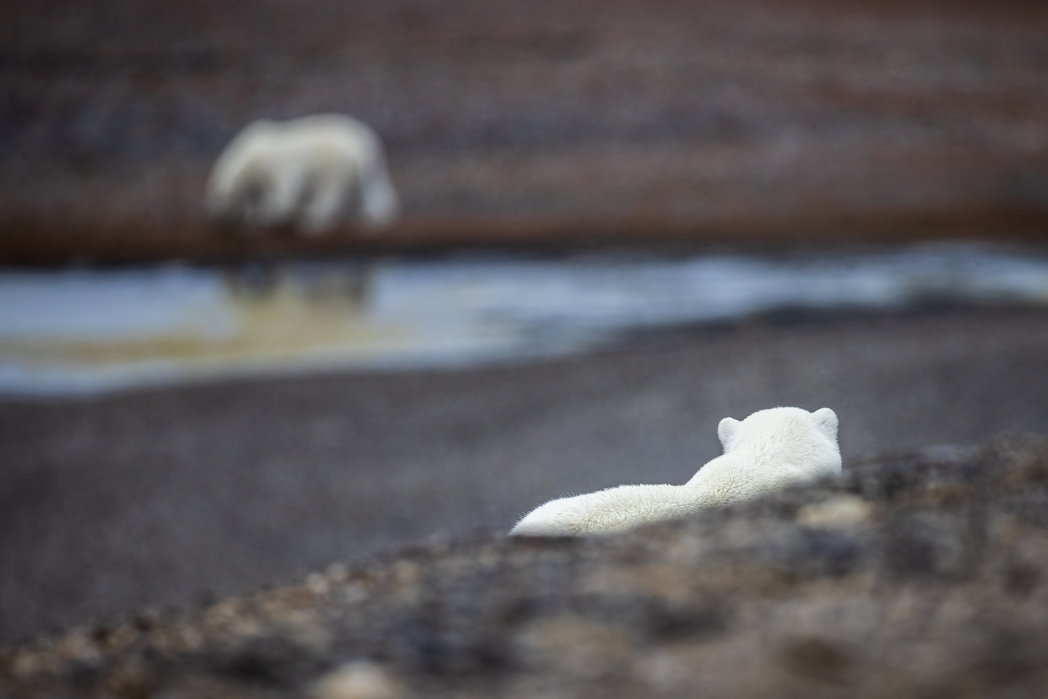 Two polar bears near Arctic Watch