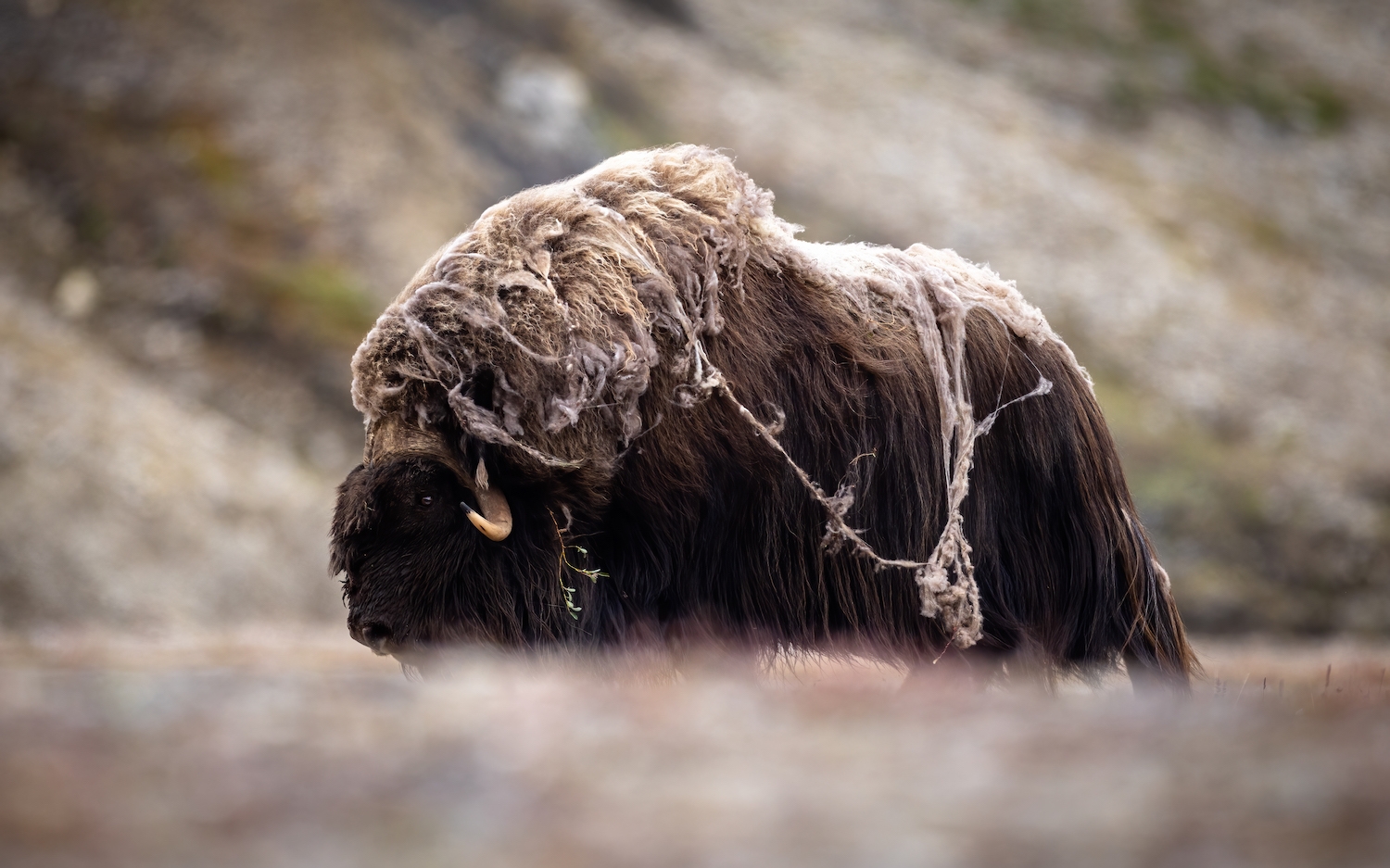 A bull muskox on the tundra near Arctic Watch