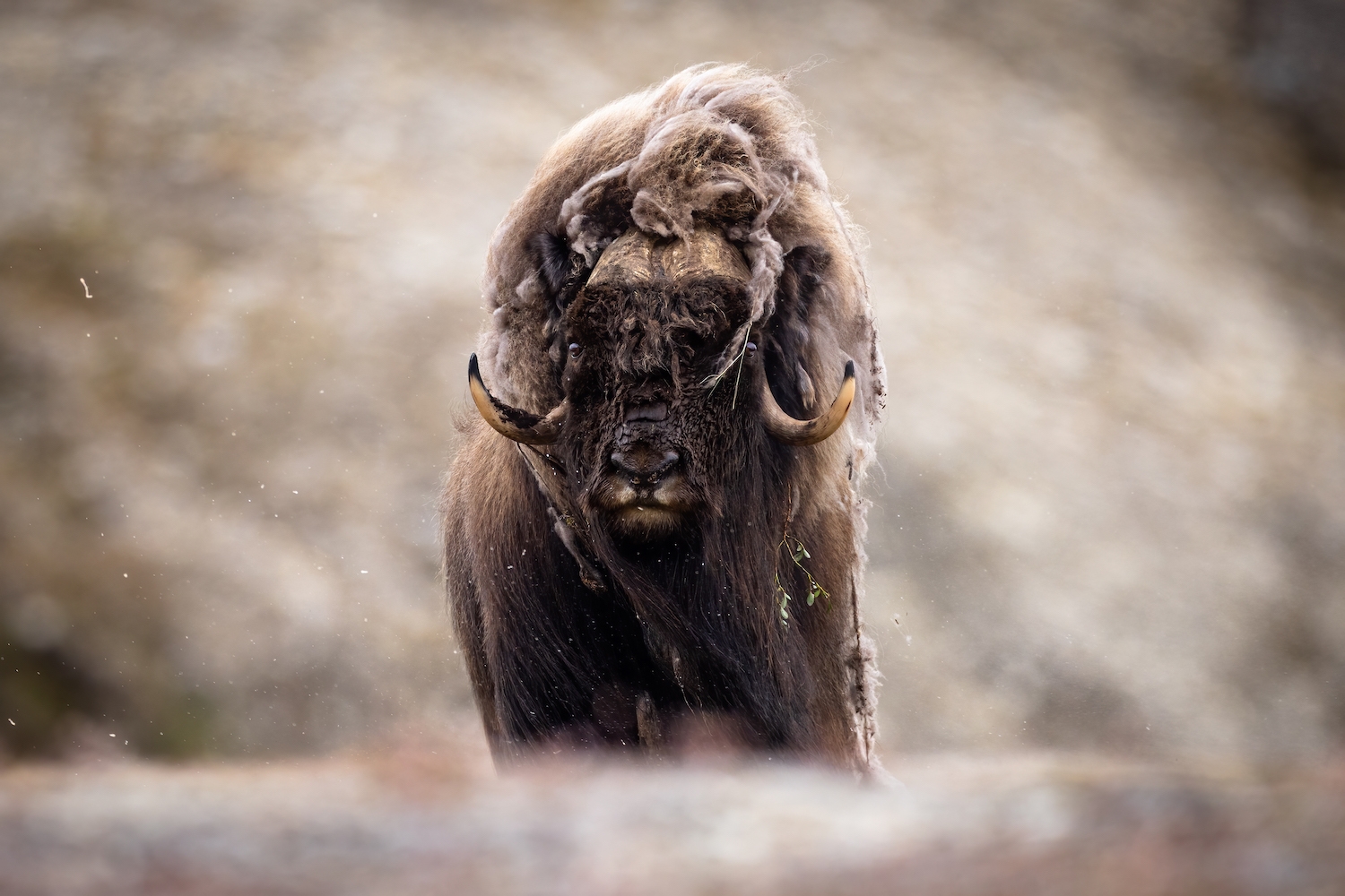 A bull muskox at Arctic Watch