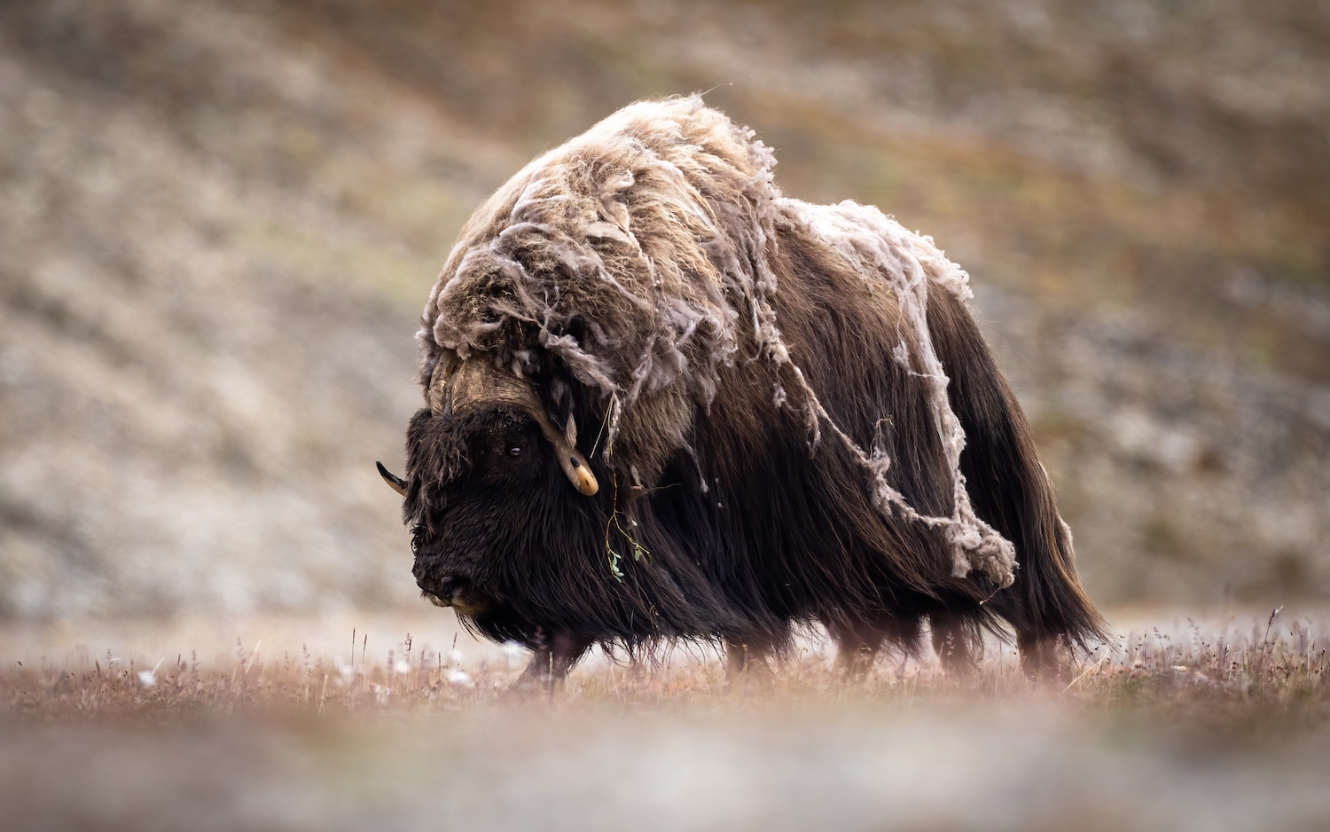A bull muskox alone on the tundra near Arctic Watch Wilderness Lodge
