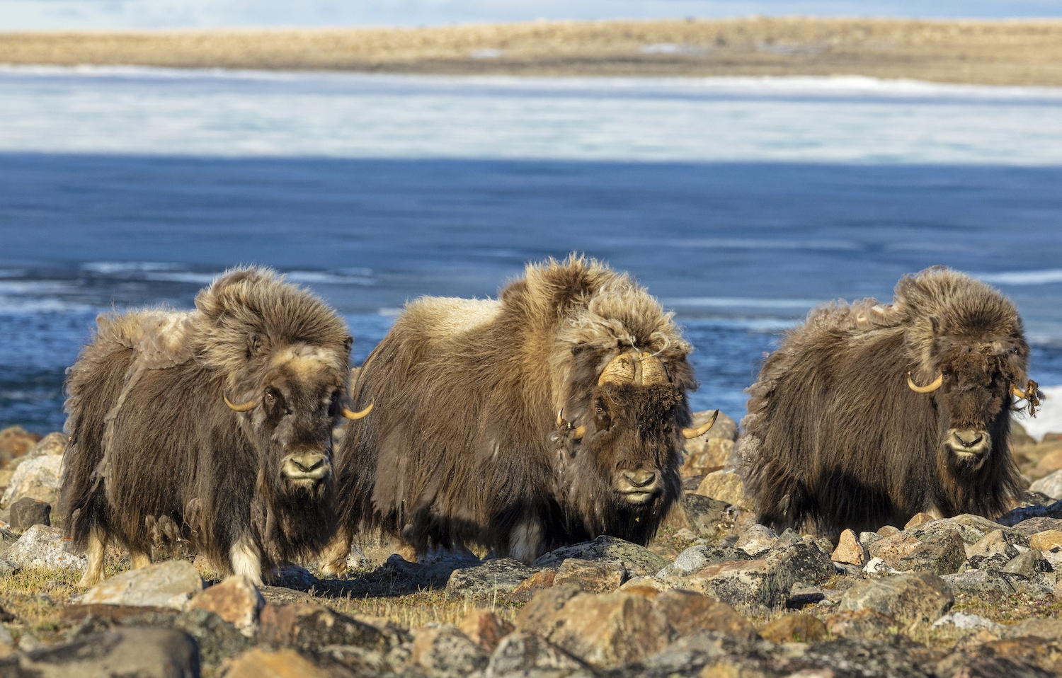 A bull muskox and his ladies on the tundra near Arctic Watch