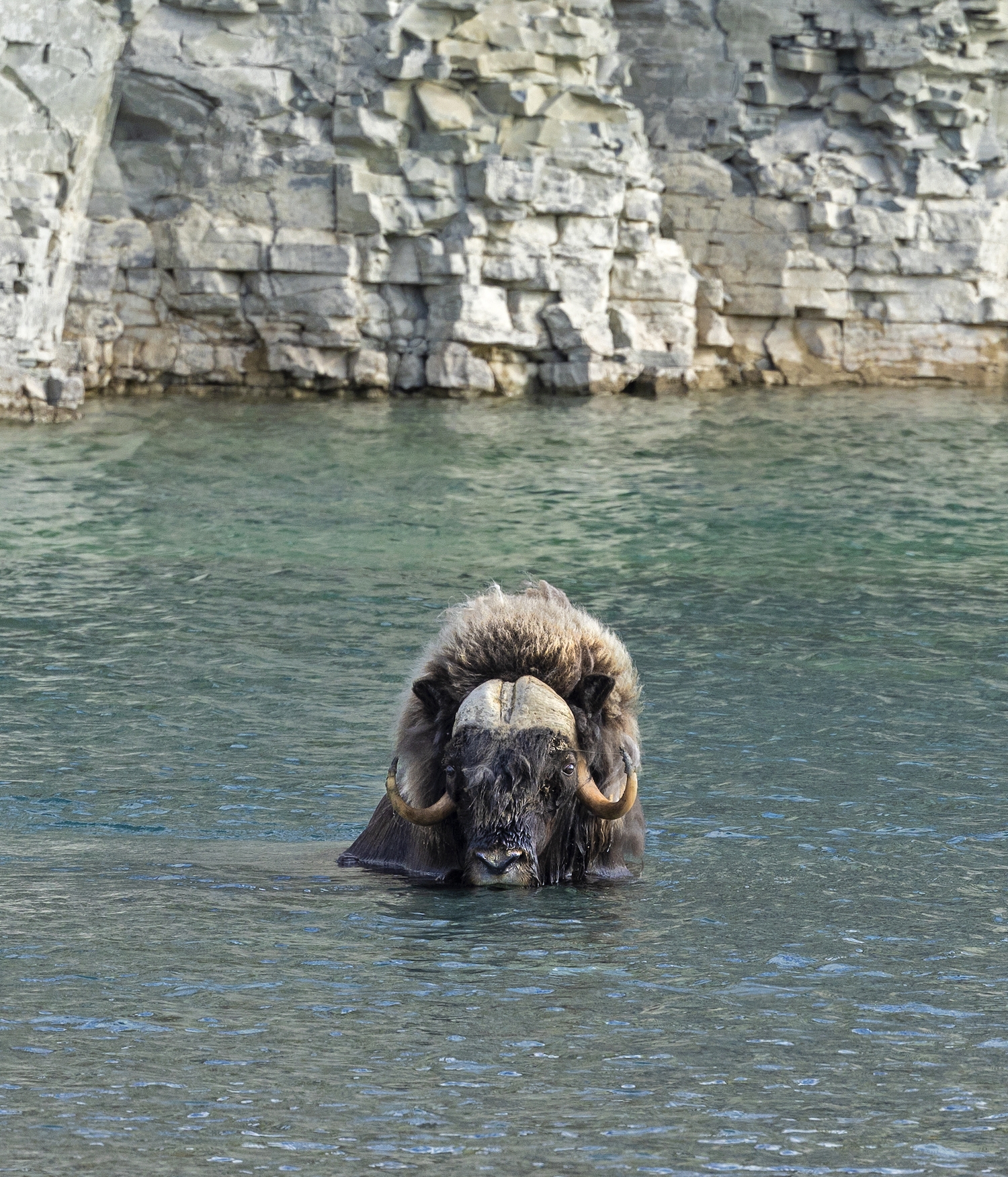 A bull muskox cooling off in the arctic near Arctic Watch