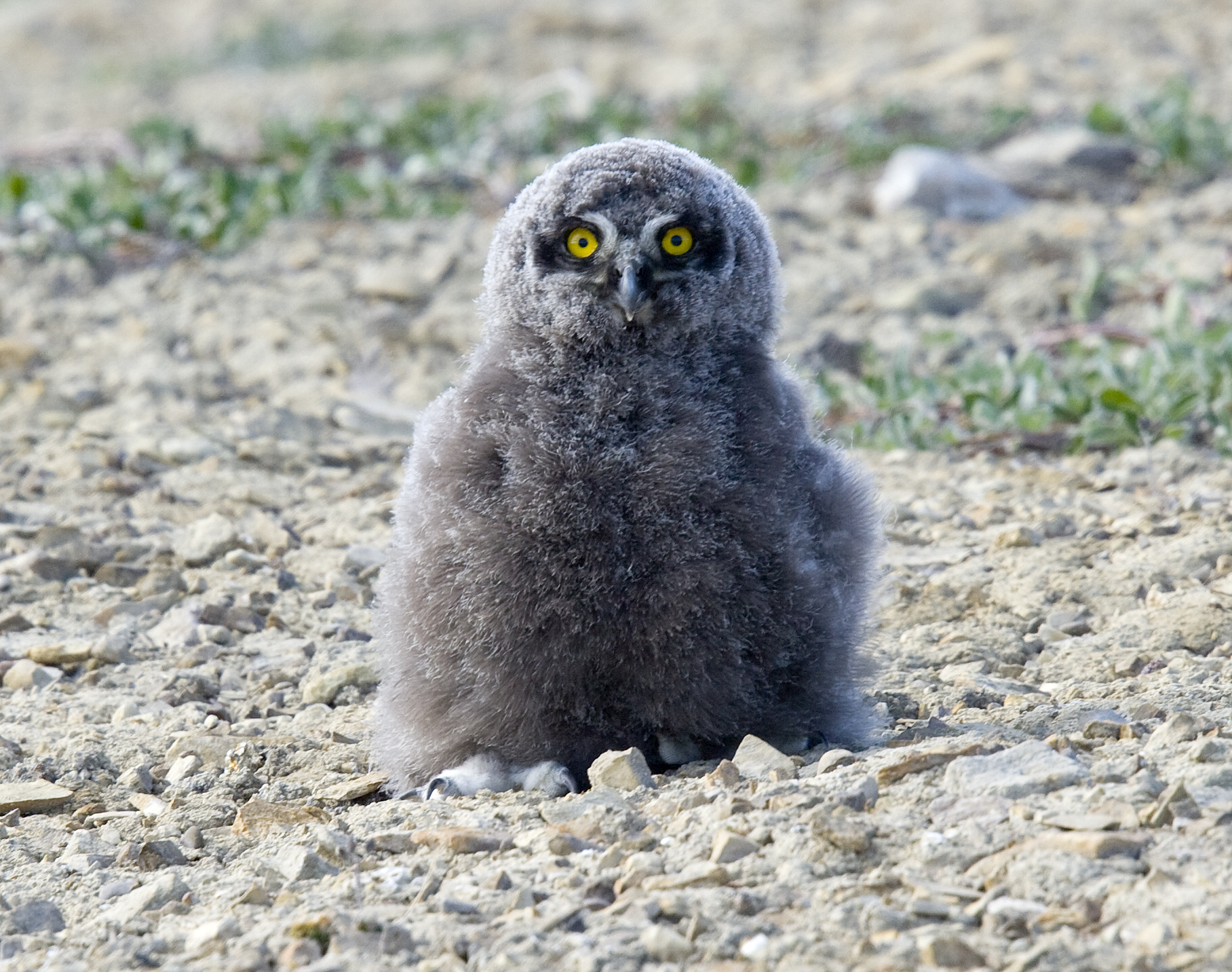 A juvenile snowy owl wandering the tundra. Credit: Nansen Weber