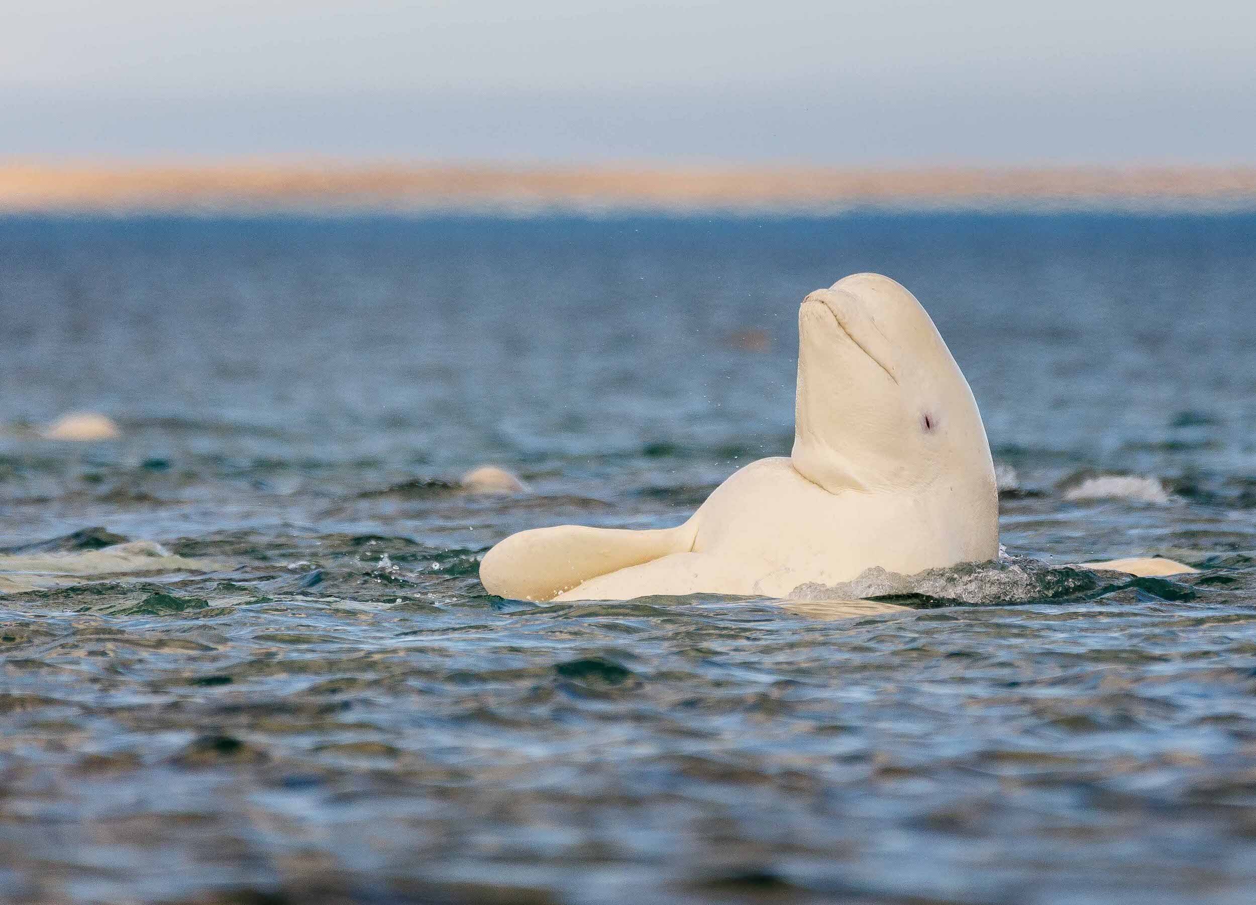 Beluga playing in the warm Cunningham River water near Arctic Watch