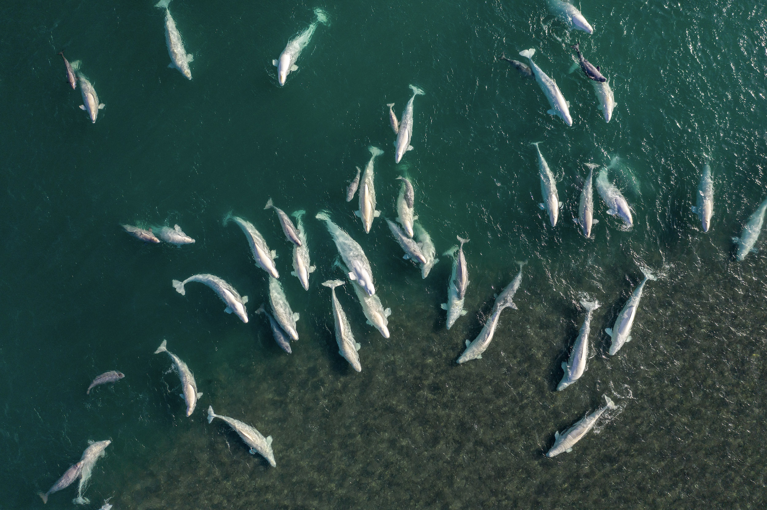 Belugas in Cunningham River near Arctic Watch