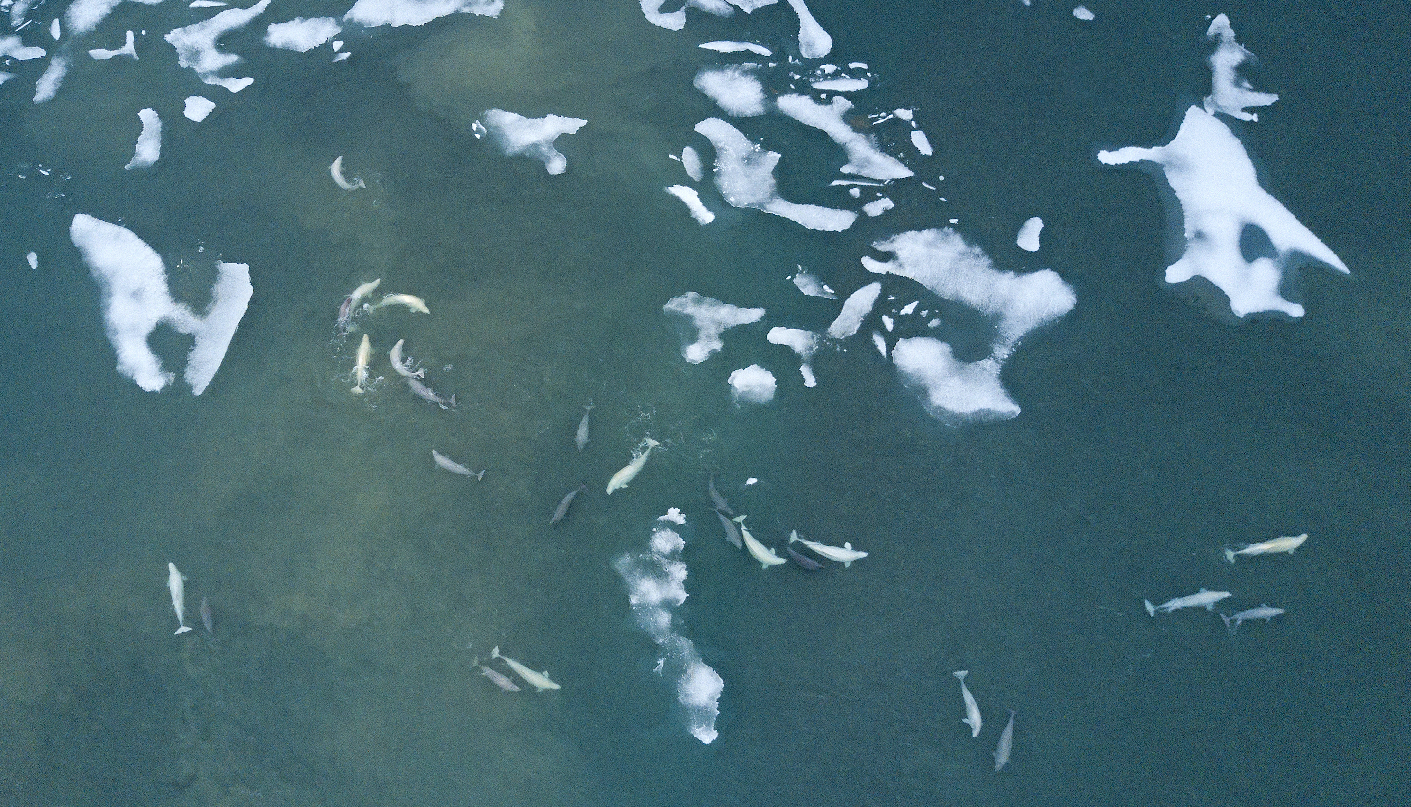 Belugas and ice in Cunningham Inlet near Arctic Watch