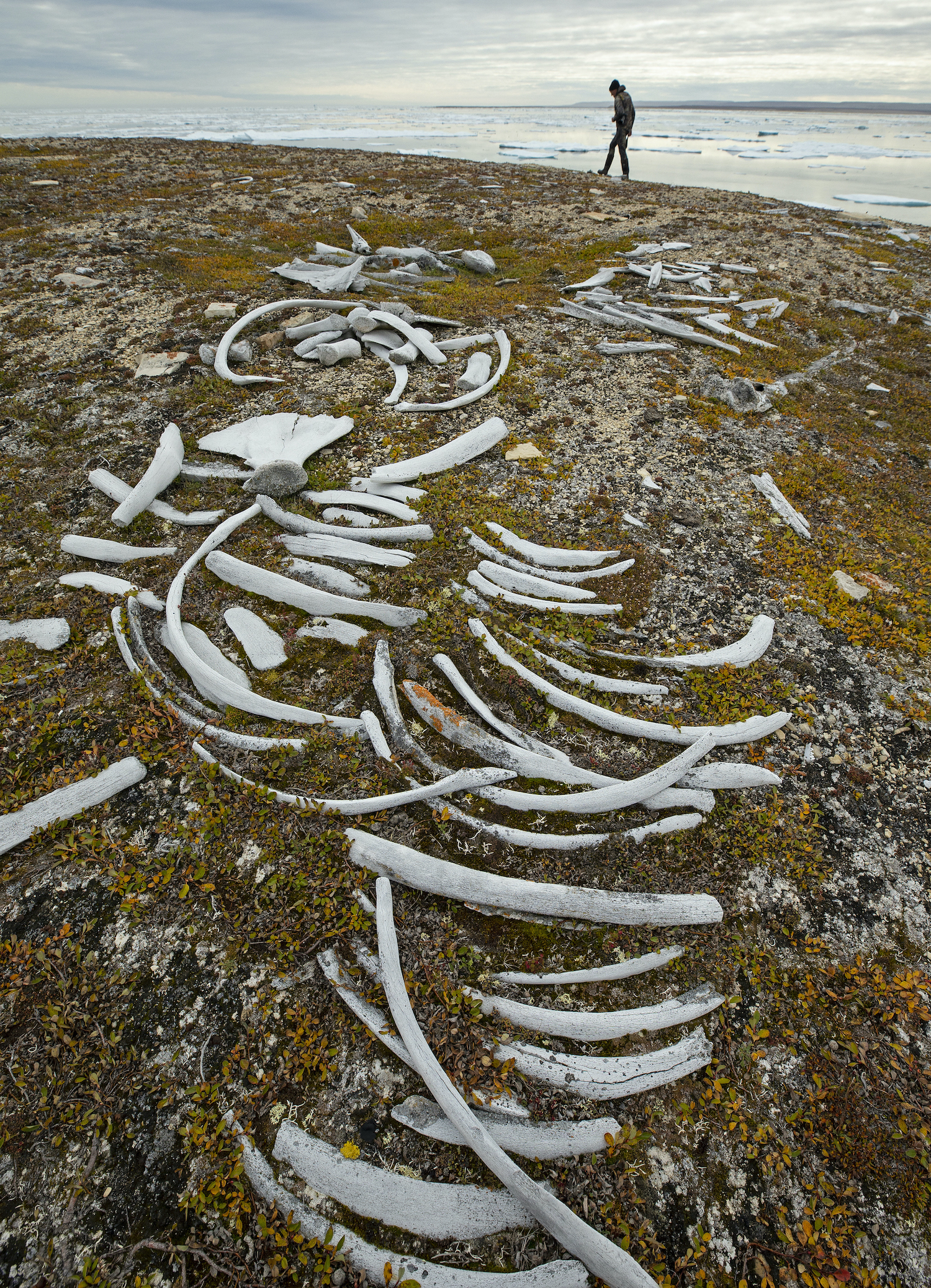 Bowhead Whales bones near Arctic Watch