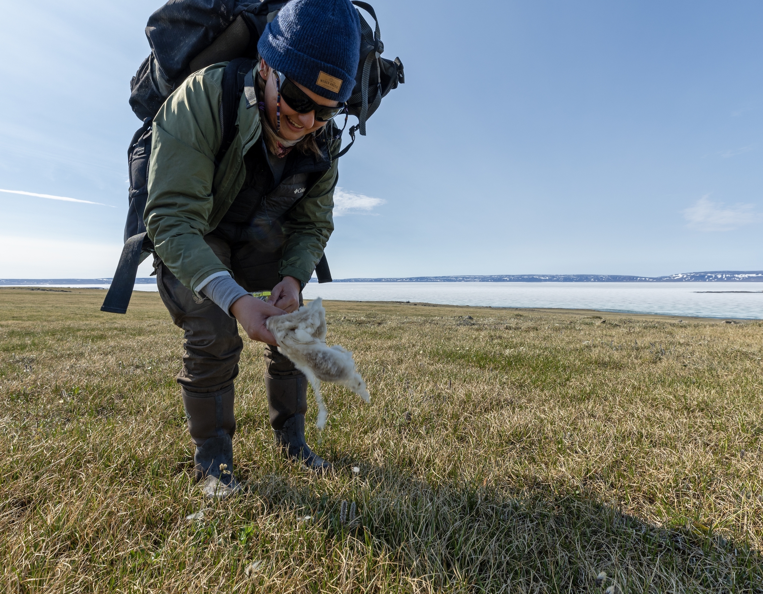 Collecting Qiviut on the tundra near Arctic Watch