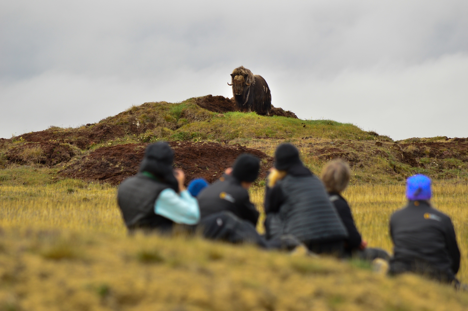 Guests watching a bull muskox on the tundra near Arctic Watch