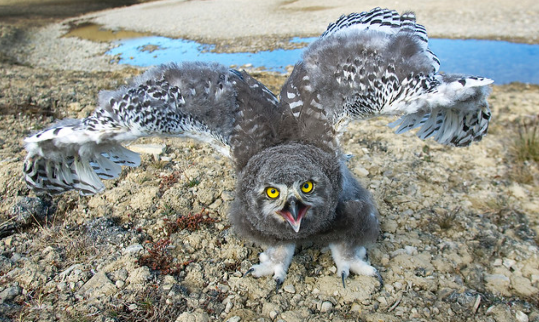 A juvenile snowy owl displaying dominance near Arctic Watch