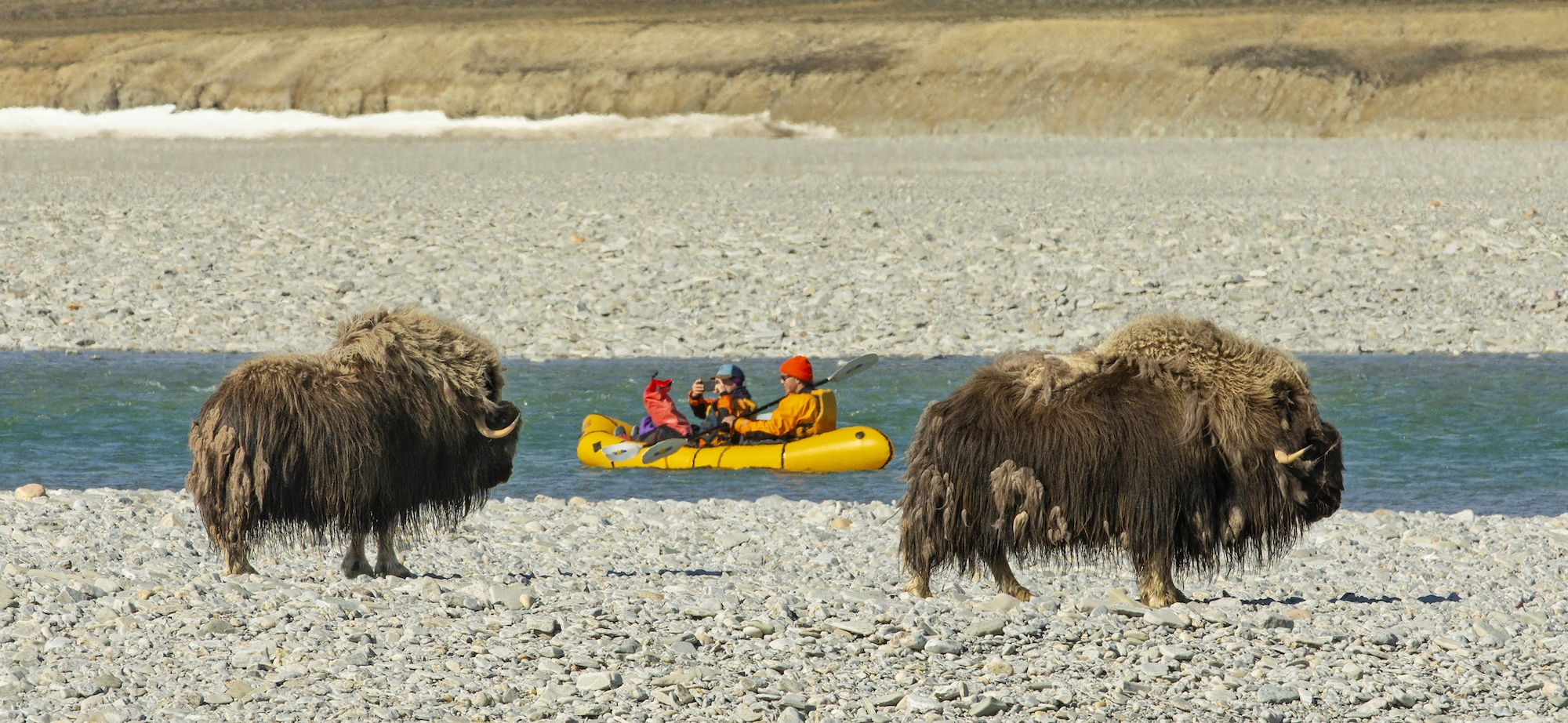 Kayaking past muskoxen near Arctic Watch