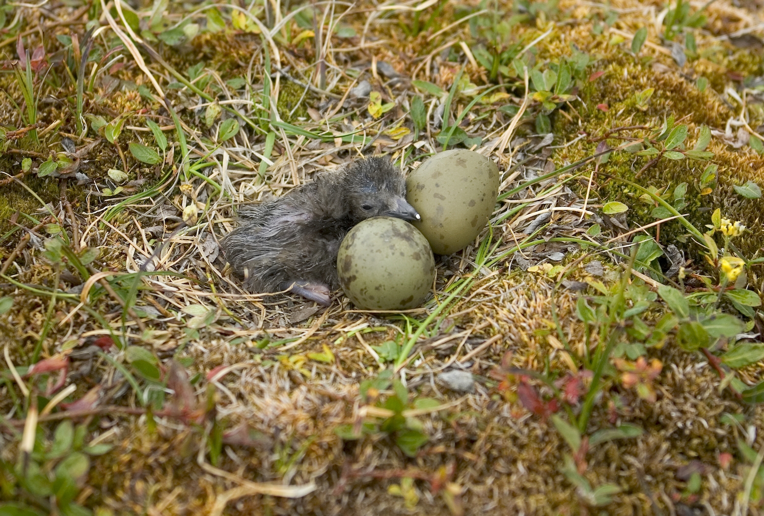 Long tailed Jaeger chick near Arctic Watch