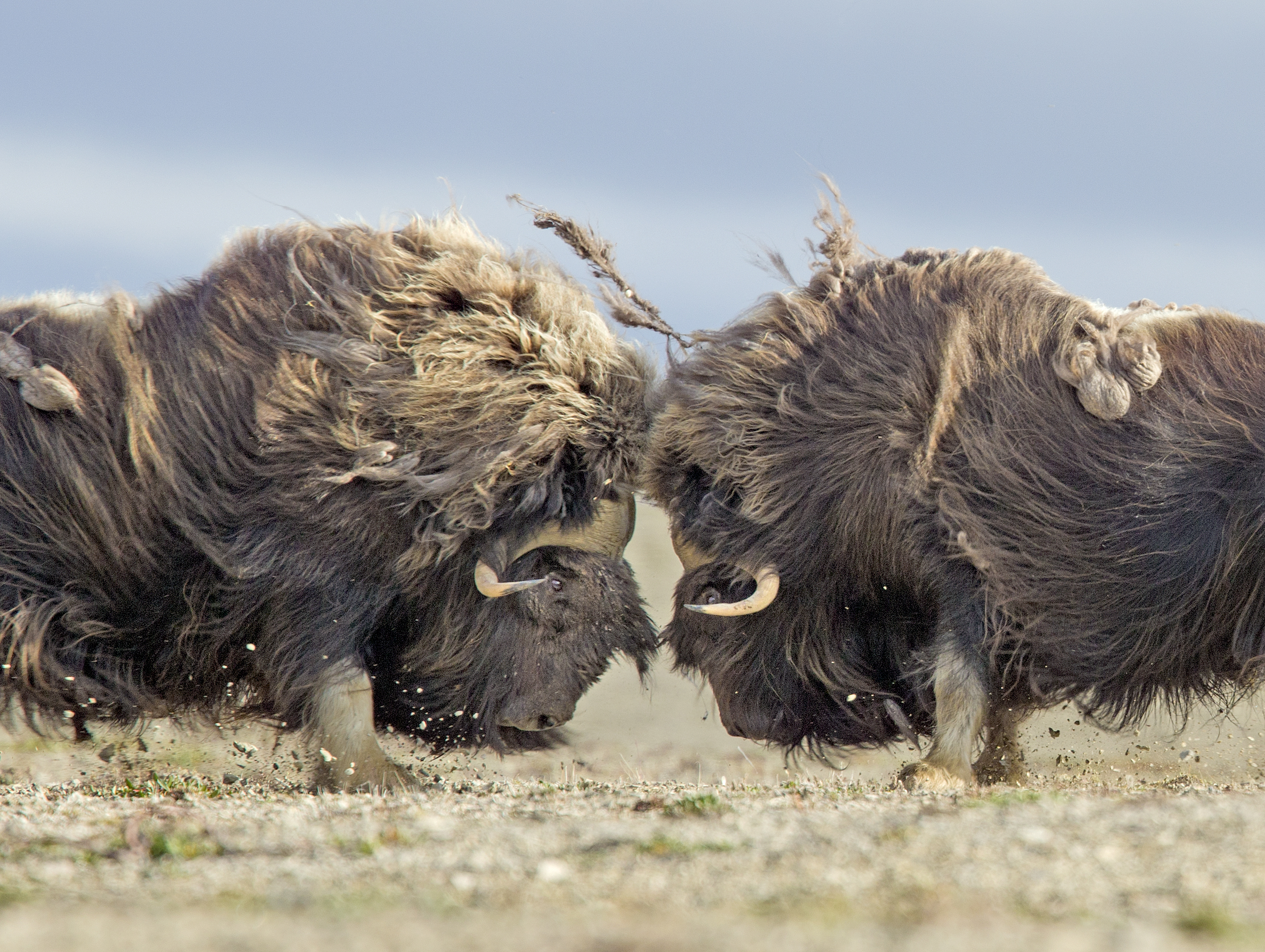 Two male muskoxen fighting during rutting season near Arctic Watch