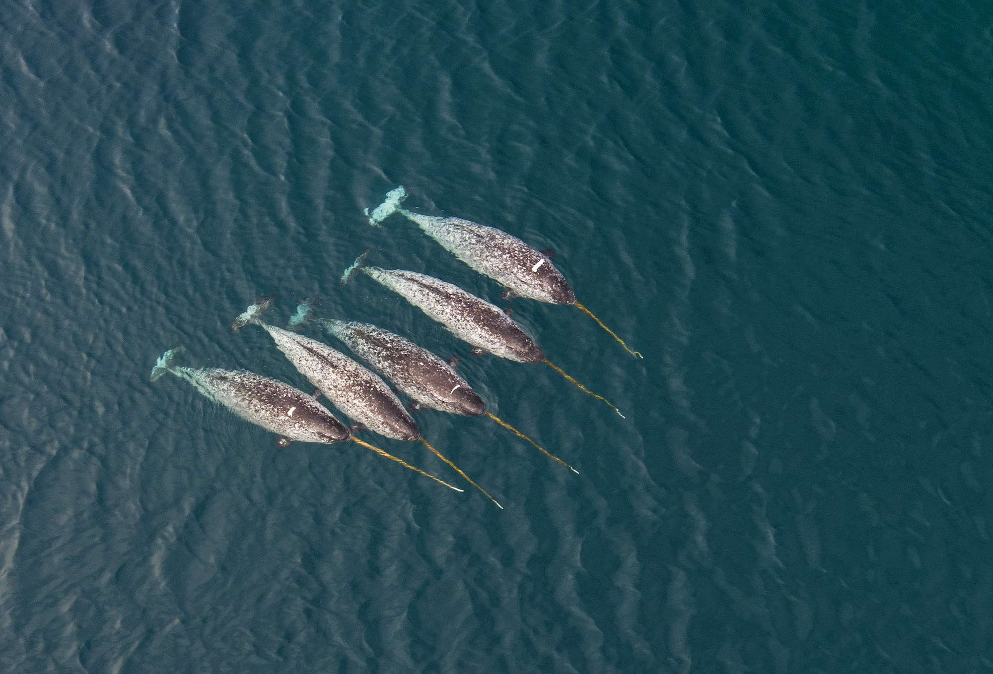 Narwhal on the Northwest Passage near Arctic Watch