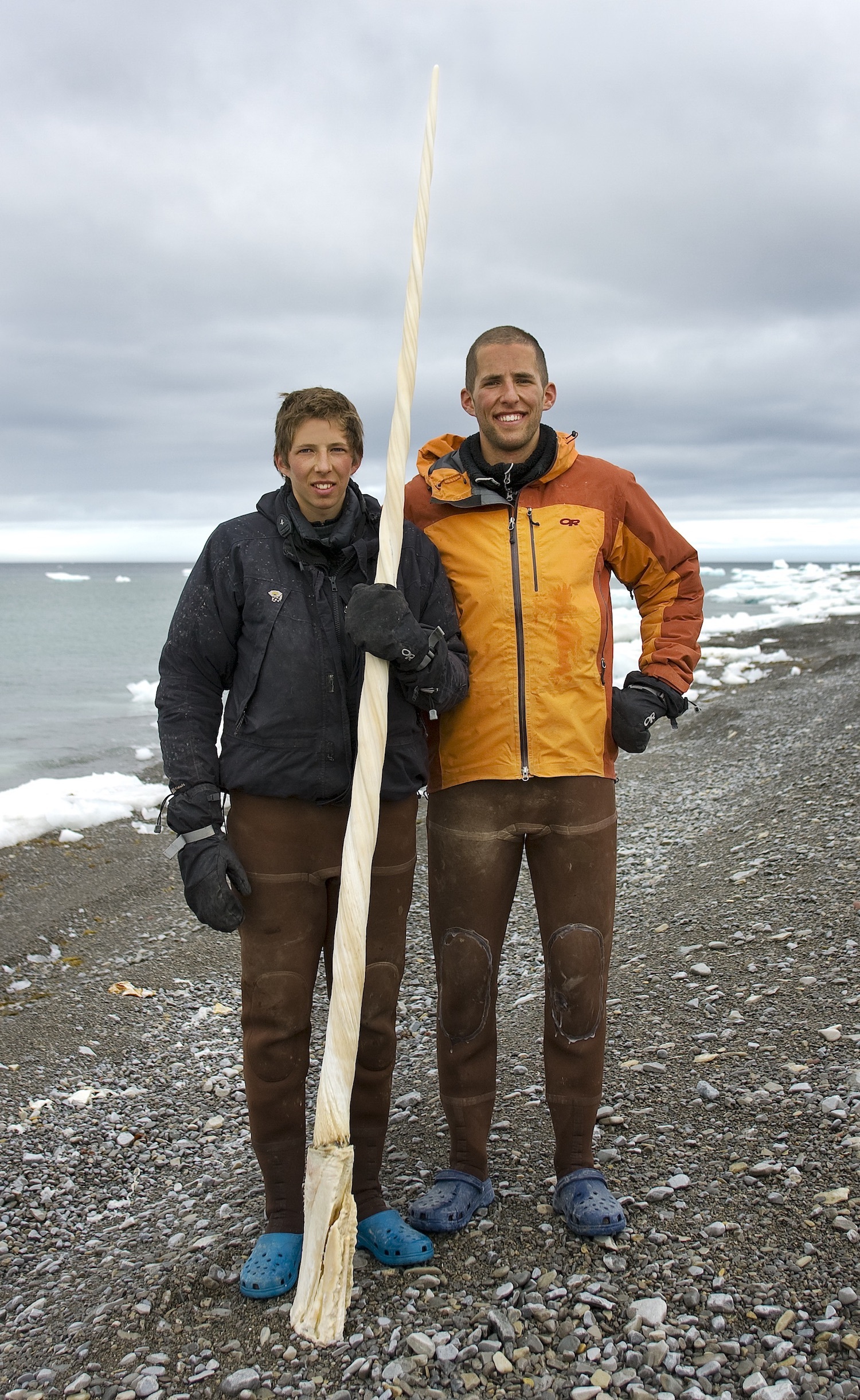 Narwhal tusk found below tide on the shoreline of Somerset Island near Arctic Watch