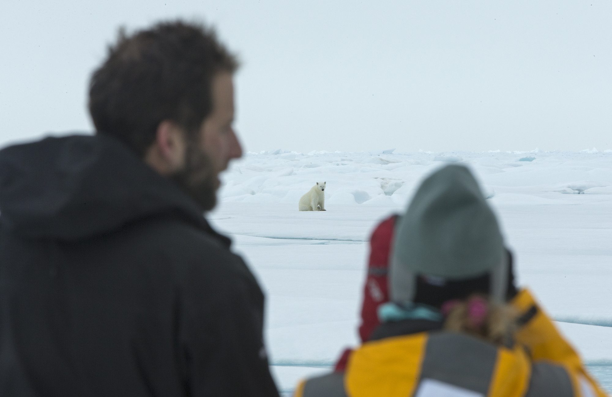 Observing a female bear near Arctic Watch