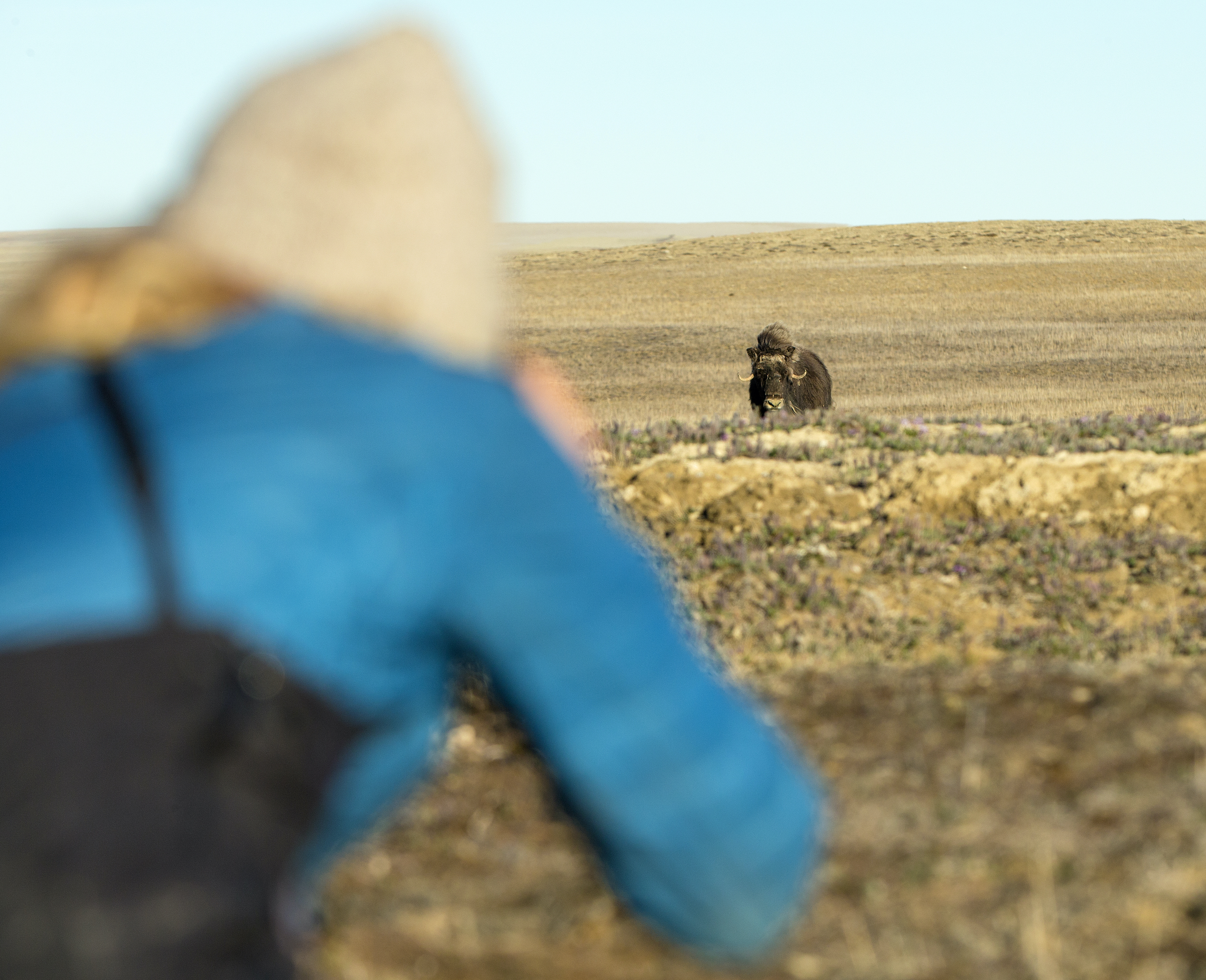 Photographing muskoxen on the tundra near Arctic Watch
