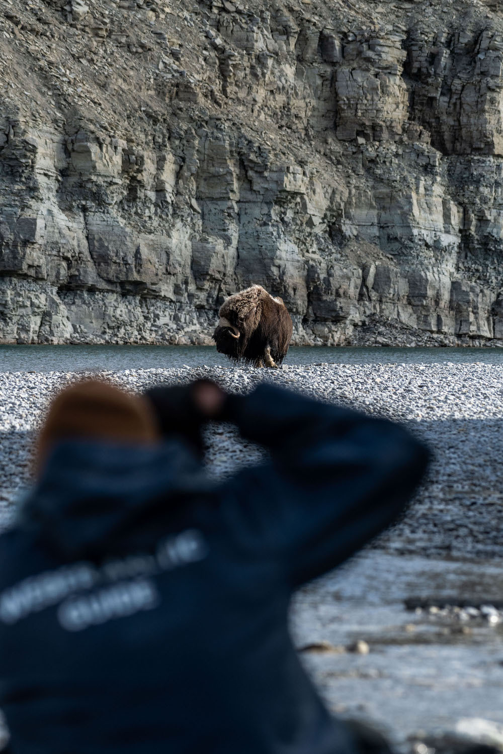Photographing muskox near Arctic Watch