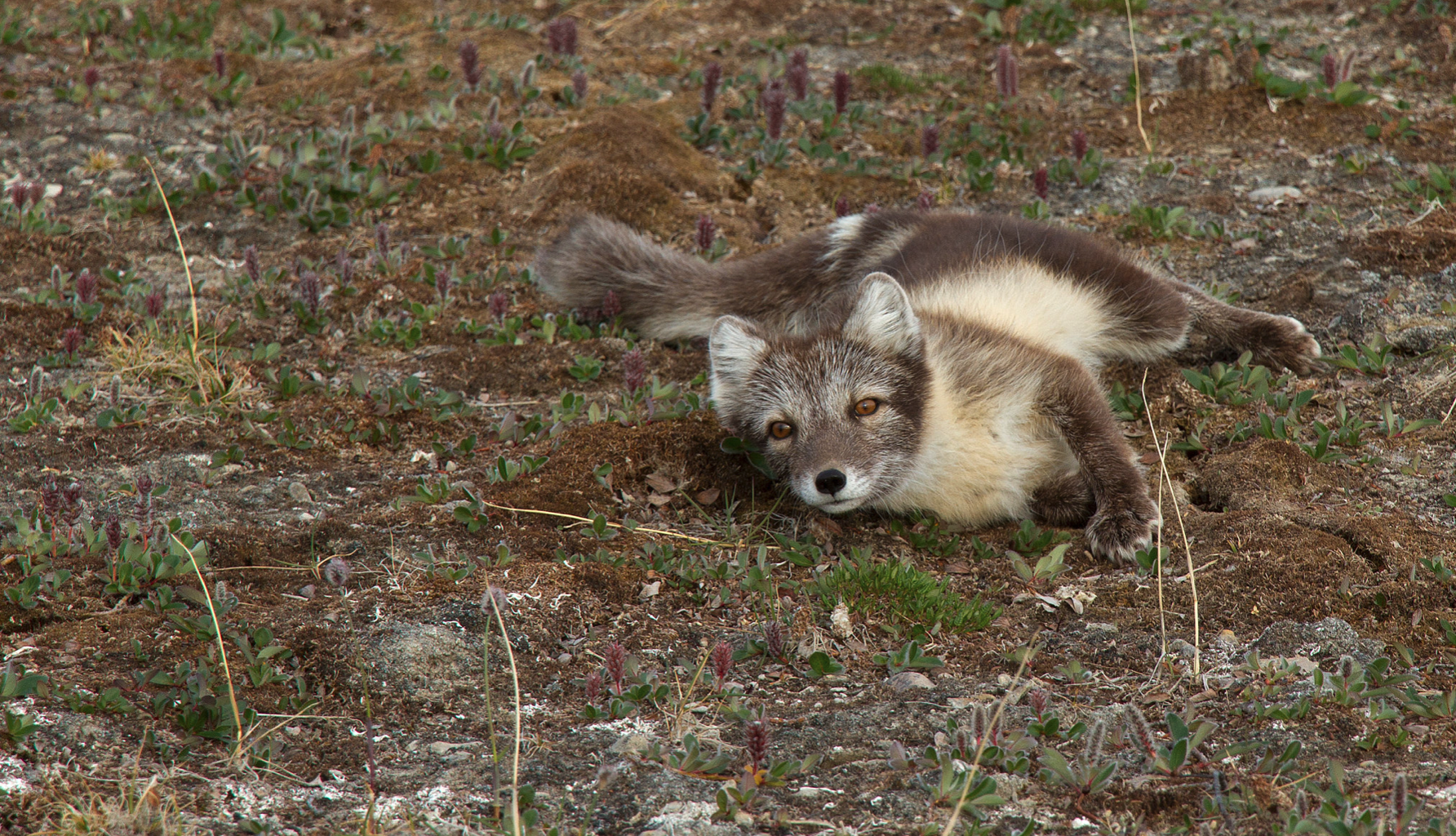 Playful Arctic fox on the tundra