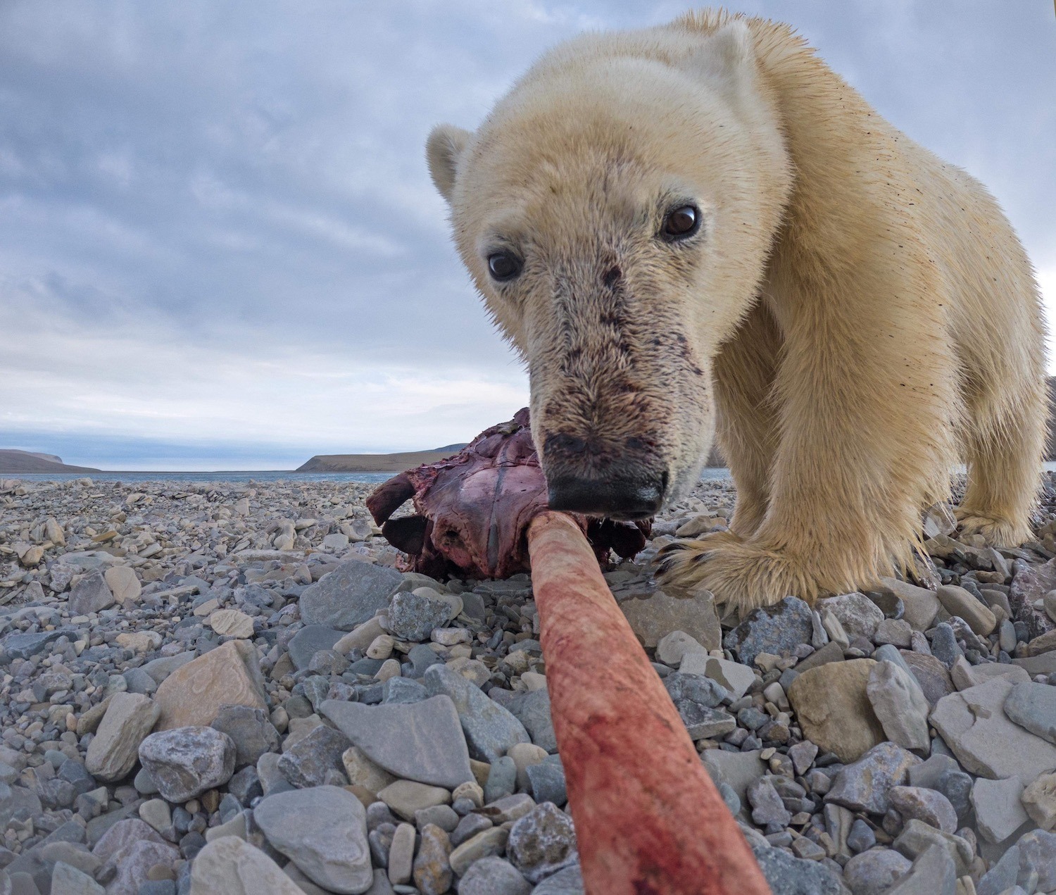 polar bear investigates the GoPro attached to the narwhal tusk