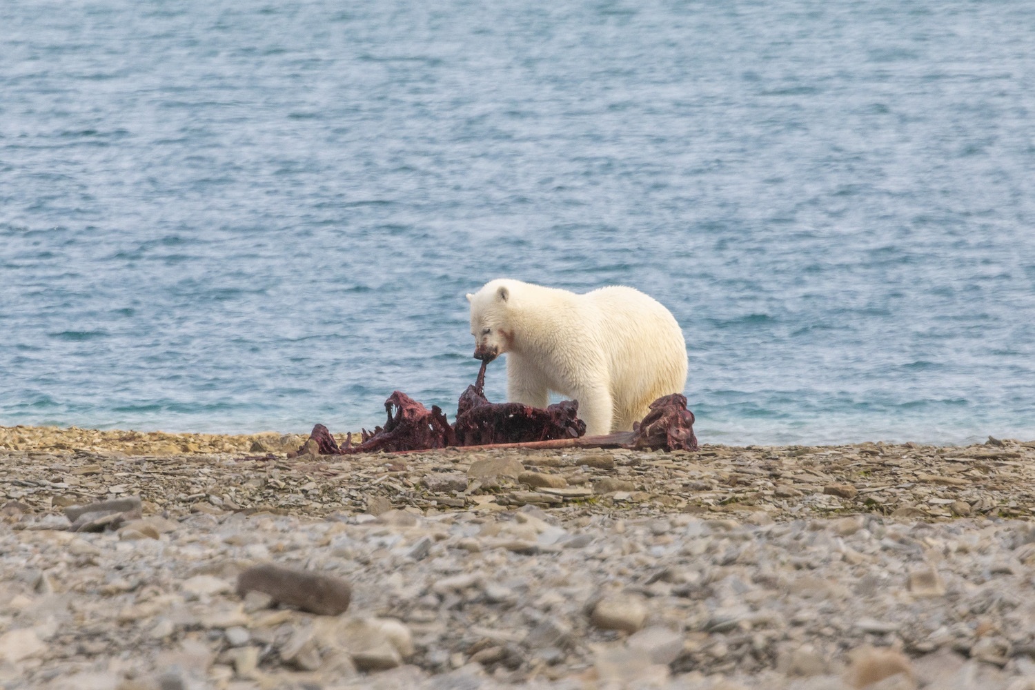 polar bear eating narwhal near Arctic Watch