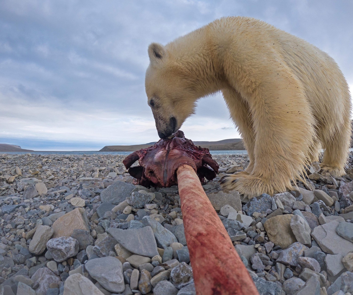 Polar bear eating narwhal